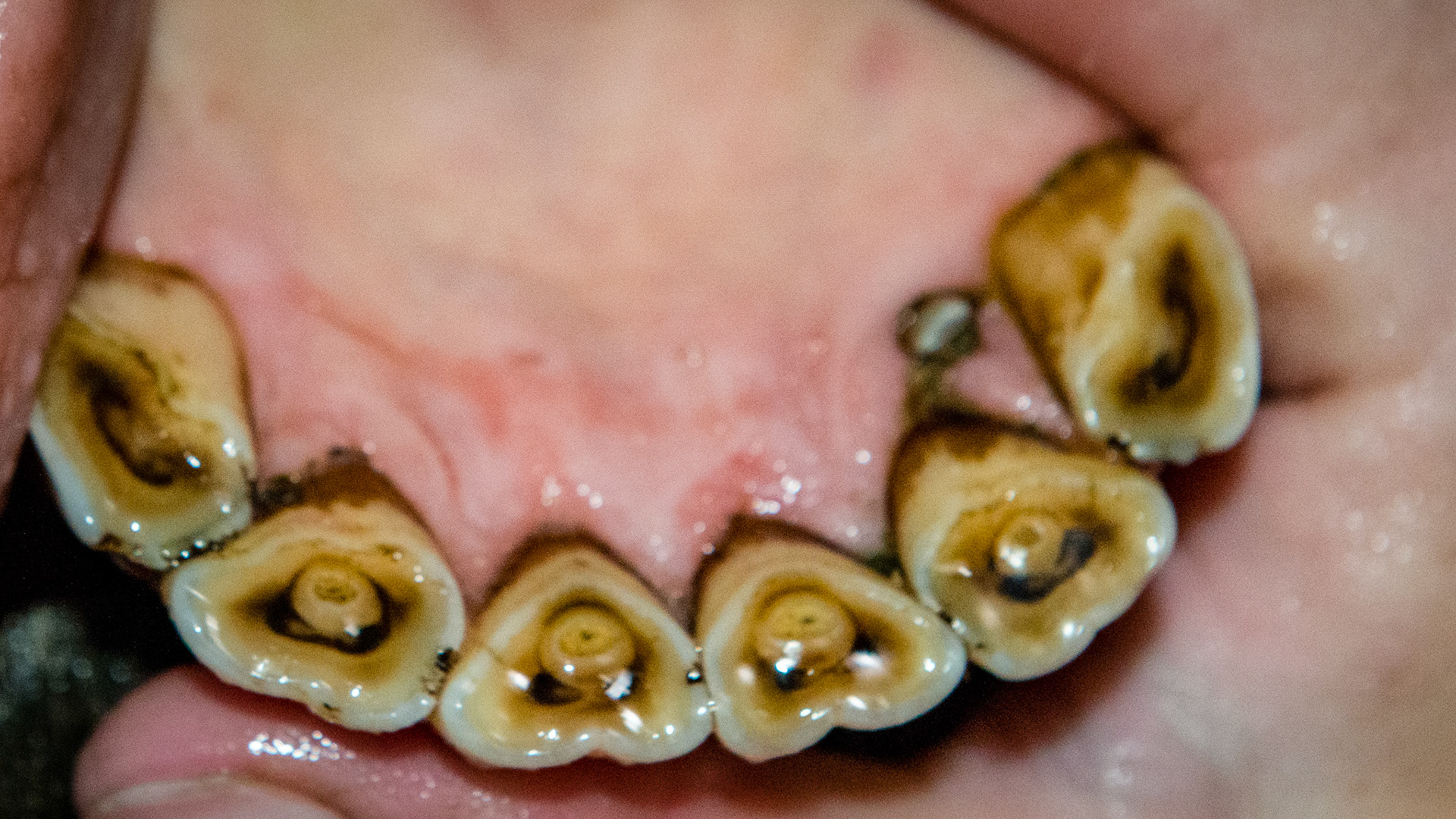 Incisor cap remnant horse 9 -This 303 cap remnant was easy to extract.  There was impaction of feed creating a malodor but was not painful and was an incidental finding in this 18 year old Dutch Warmblood gelding.