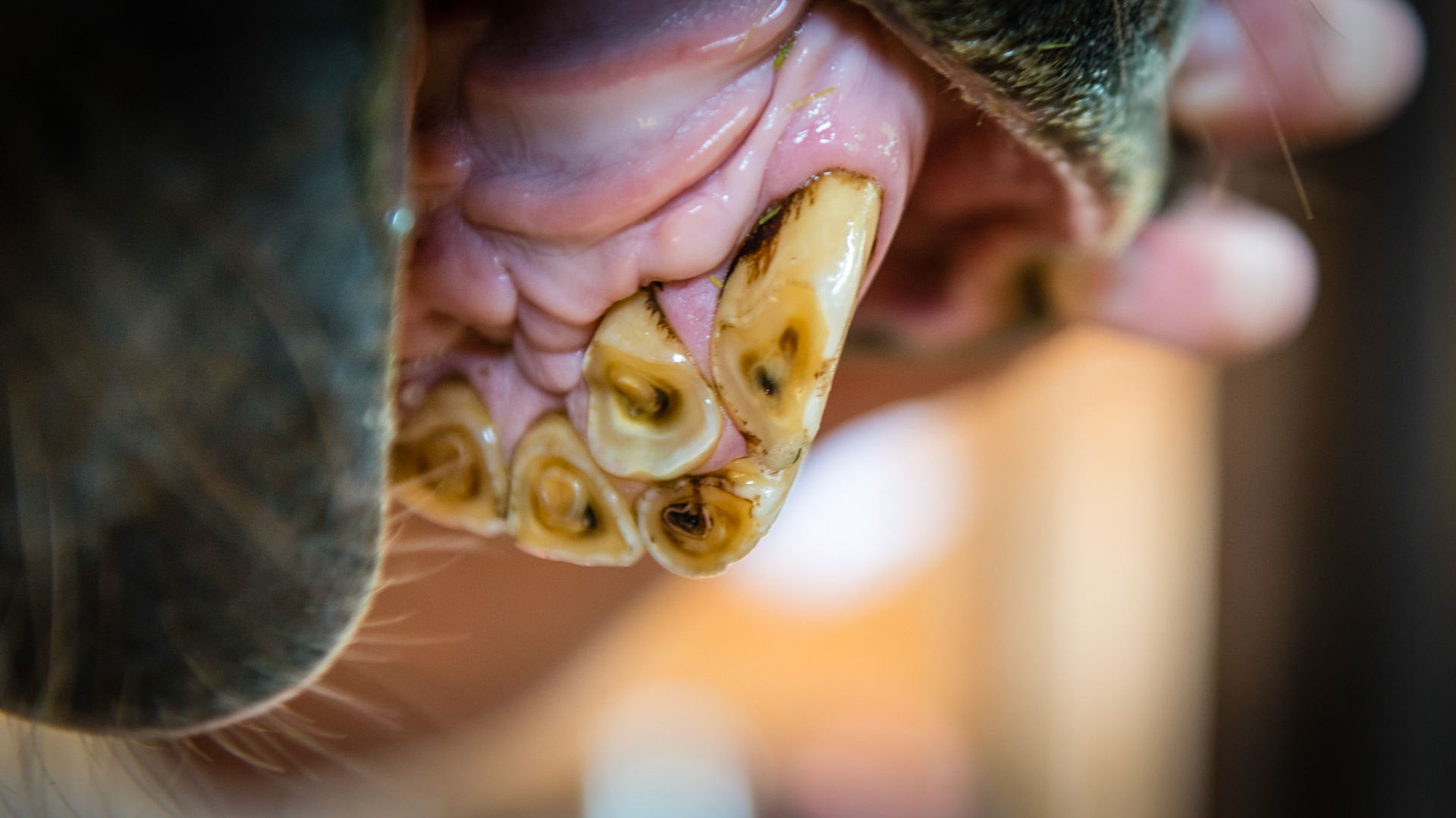 An extra incisor at 102 is displaced caudally while the labial surface of the 102 in place has some decay on the surface.