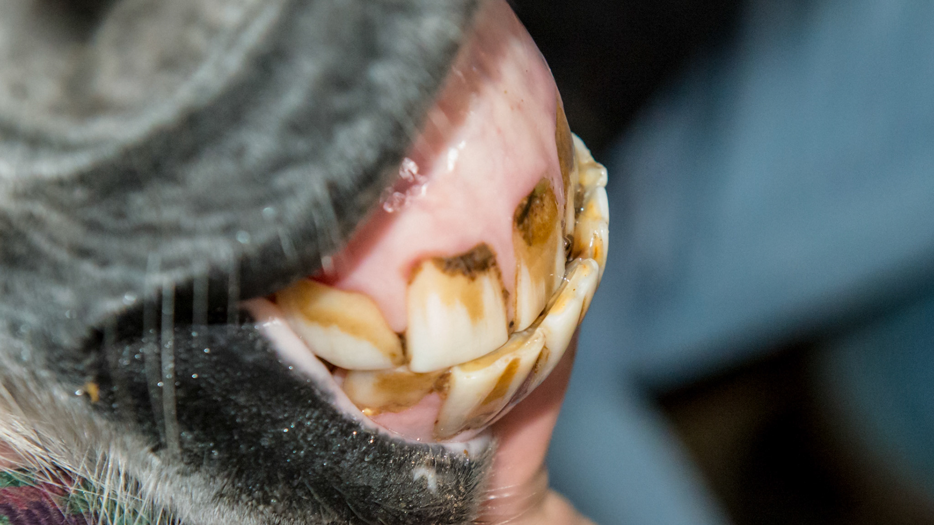 Underbite in a pigmy mini.  See associated hooks on lower 6's