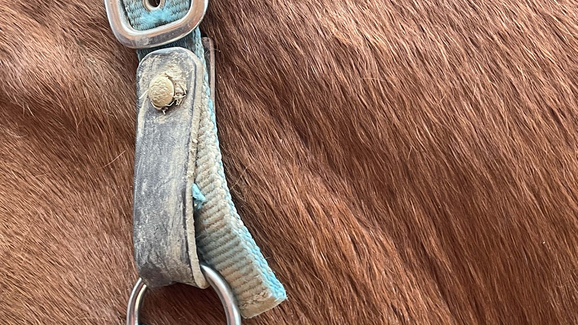 Home made break-away halter.