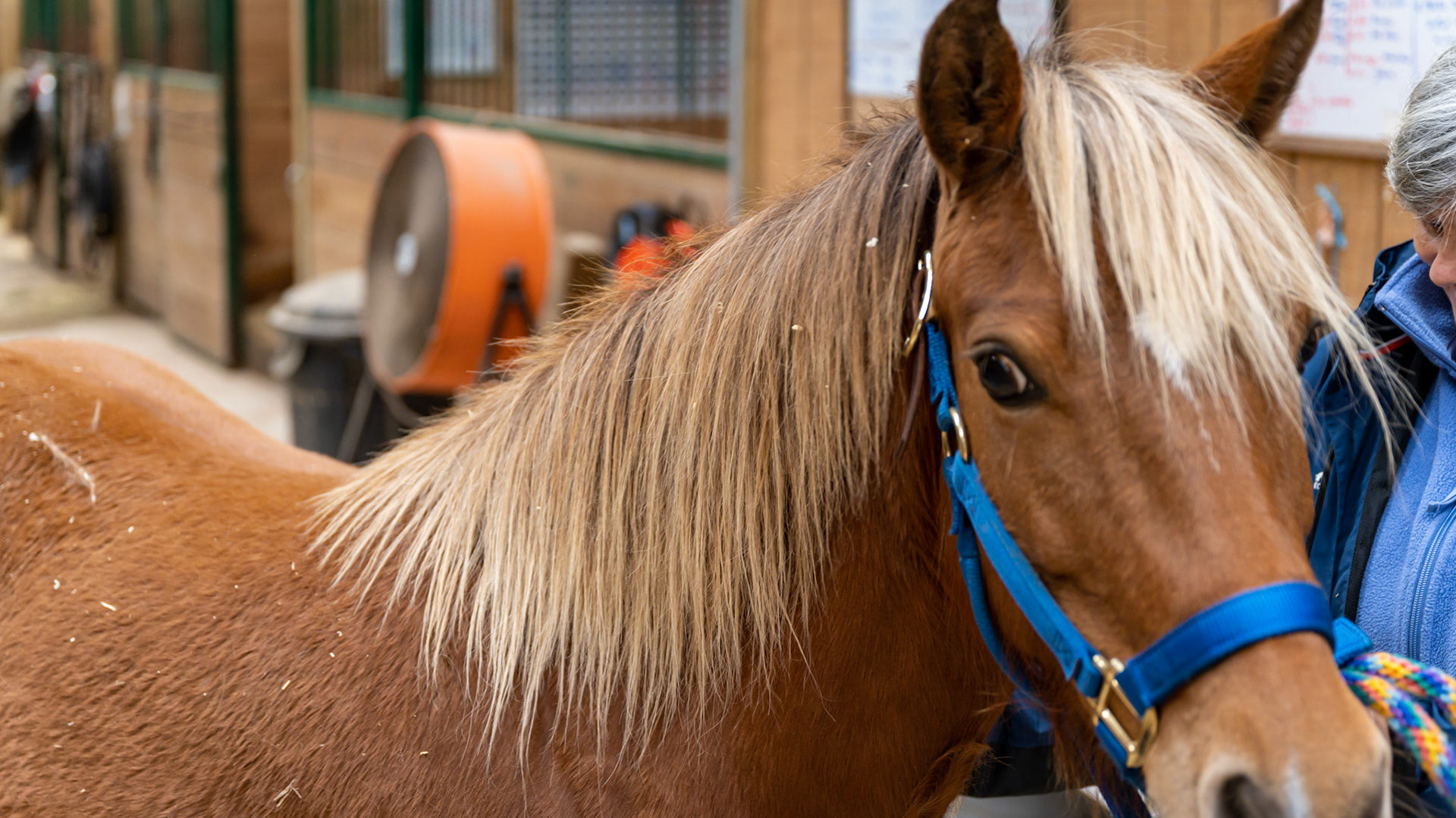 While this looks like a chestnut horse, it is not. There are dark lower limbs and a sooty appearance to the flaxen mane and tail. This is a silver modified bay with a single dilution of cream (buckskin).