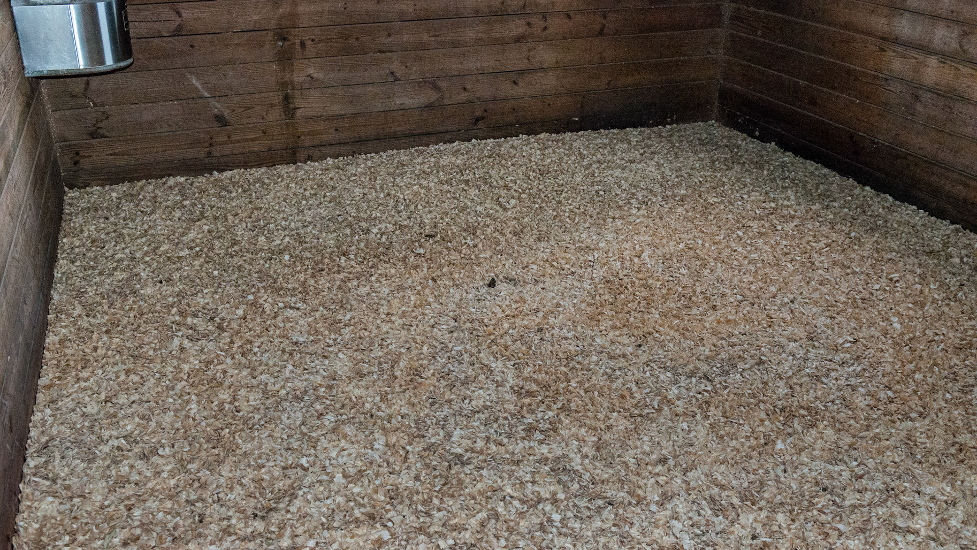 Wood shavings clean and level in a stall.