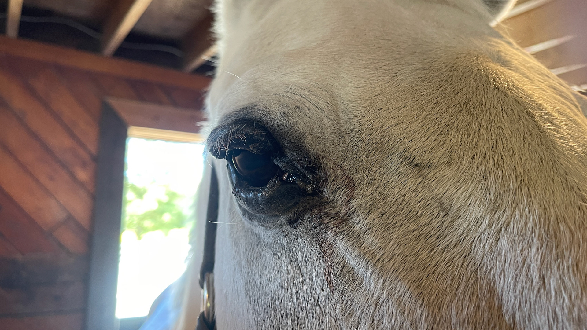 Severely affected with melanomas of the eyelids, 3rd eyelids, anus and perineum.