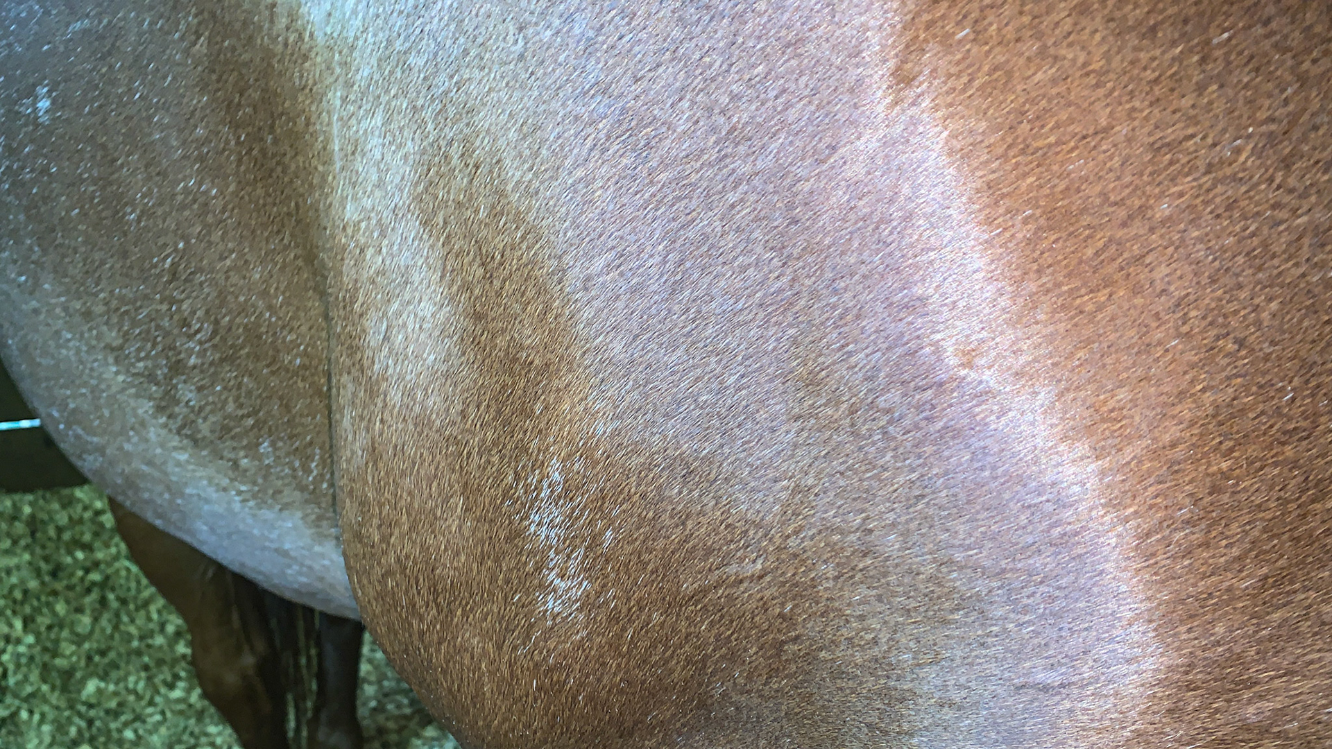 Sabino spot on the shoulder with gray hairs scattered throughout.