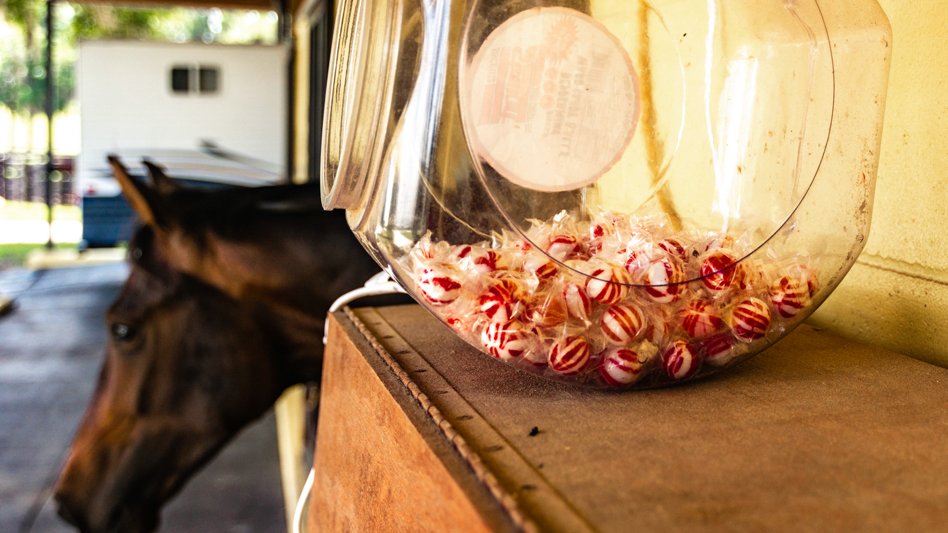 "Treats" - ready for action. Be sure they are used to reward good behavior. Unfortunately they are mostly used for rewarding bad behavior or they are given only to make the human feel loved by their horse.  This is called spoiling.