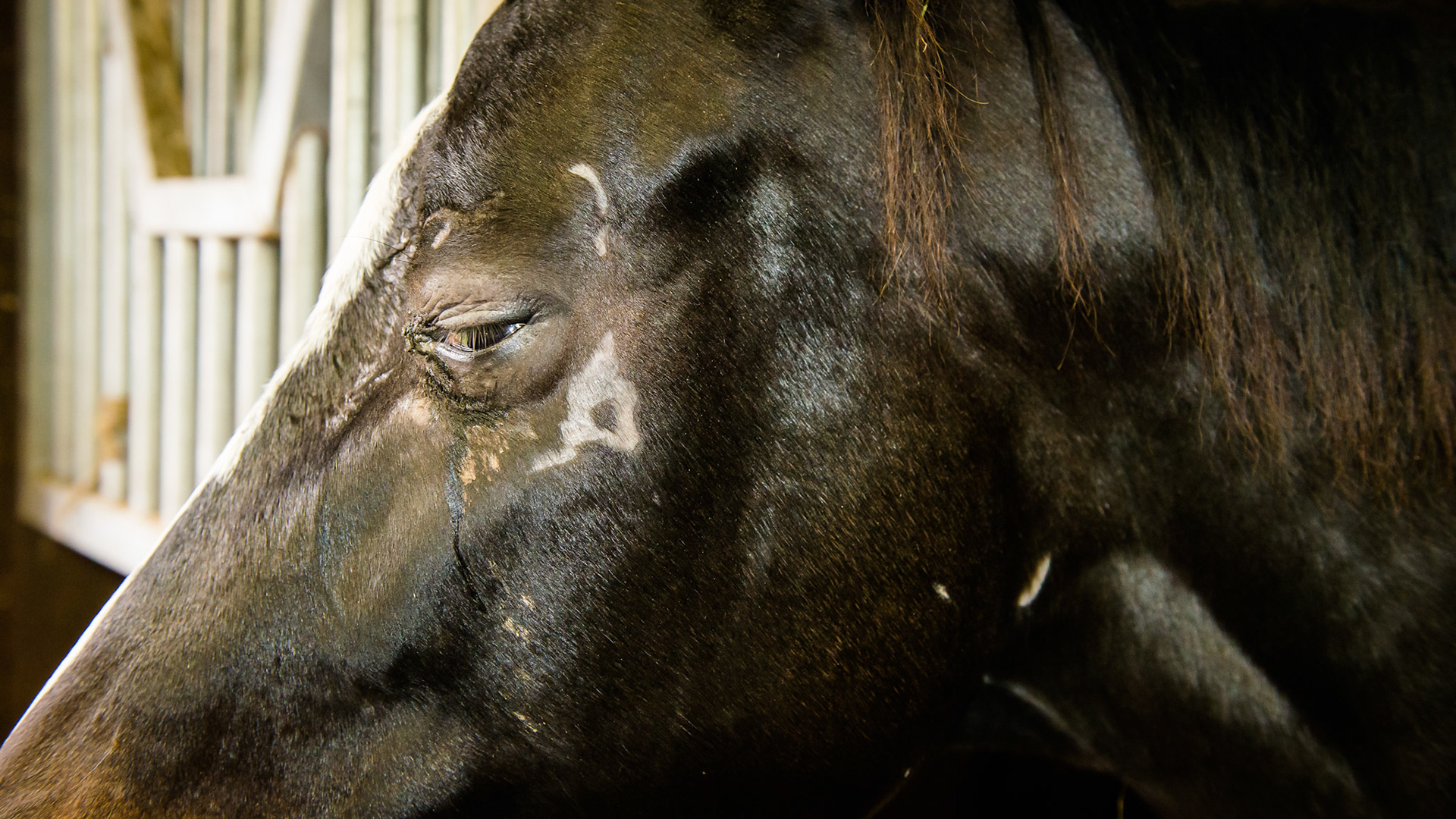 5 day old trauma of unknown cause to the left face and orbit. Eyeball is displaced down and is unresponsive to menace (blind) and does not move. The lids close and there are abundant tears. The horse appears happy and shows no pain when touching the area. On antibiotics and antiinflammatory medication.  DMSO was suggested to diminish periostium reaction. This horse will live a long life with a sunken face and blind in the left eye.