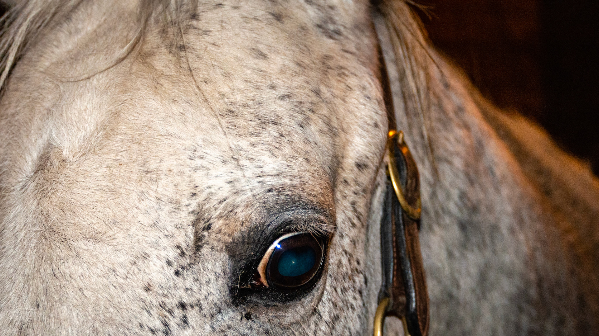 This horse had a mandibular fracture as she wore an oral speculum 10 years ago. You can see the hard bony lump below the left ear. She now can open her mouth completely and I have no problem floating her, but for 2 years the owner vowed never to have the teeth floated again if everyone was going to use a speculum.