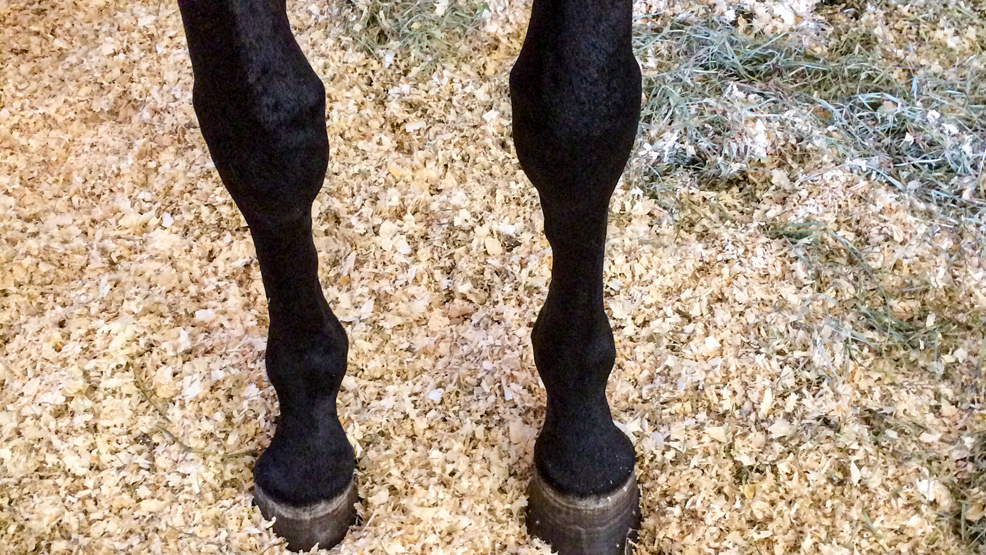 High medial splint on both cannon bones. Note the load of the horse comes down on the inside (medial side) of the cannon, fetlock, coronary band and the hoof causing the asymmetry seen in the hoof and pastern.