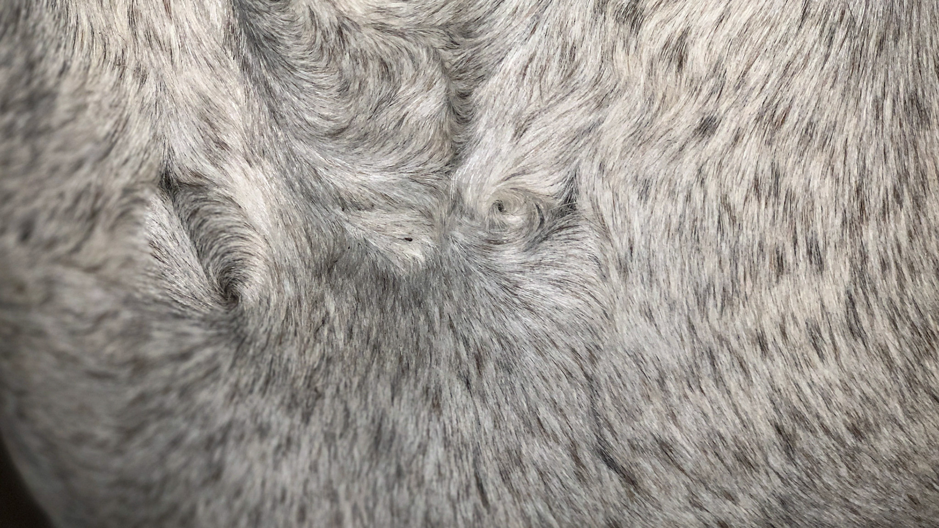 Whorls on the chest of this horse.