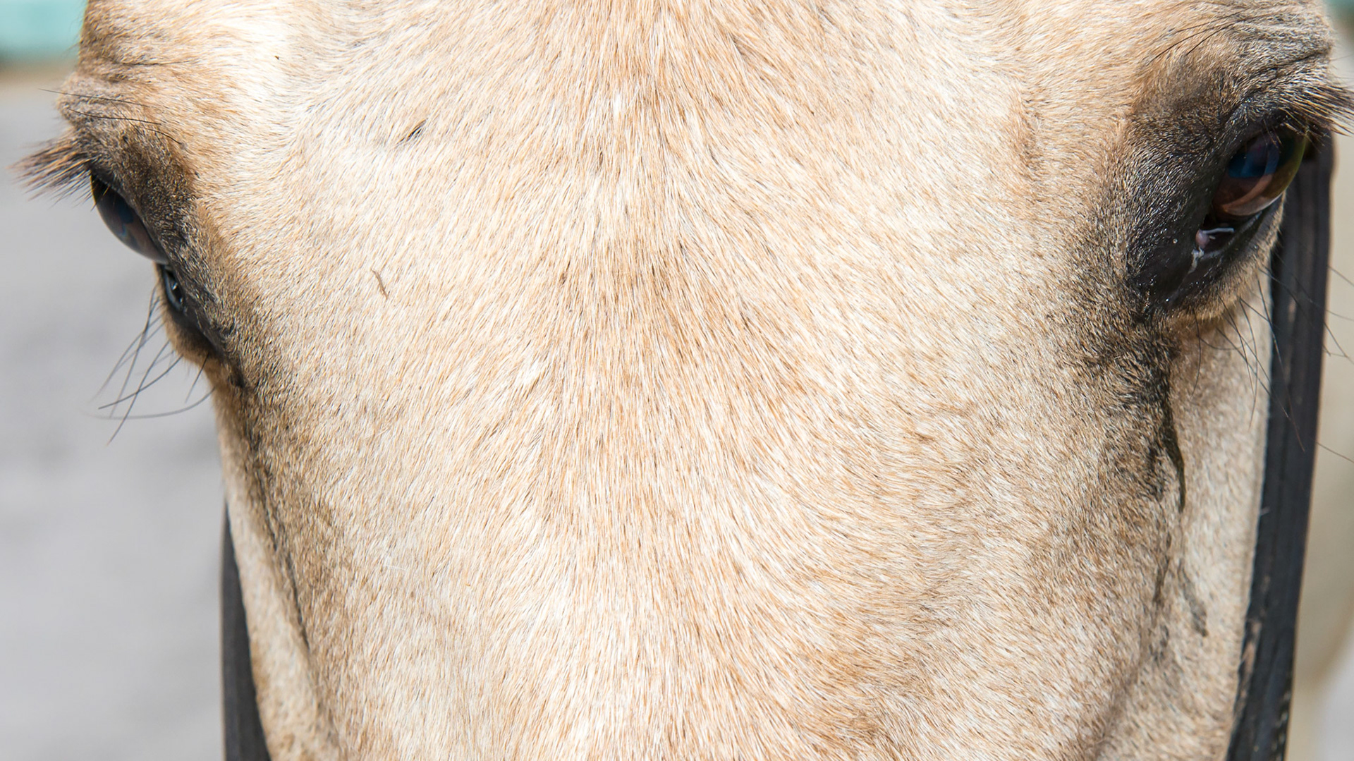 Horse J - The nasolacrimal ducts 12 hours after receiving the ophthalmic steroid ointment.  The tear overflow from the lower lids has diminished and there is a little moisture at the duct opening.  The medial canthus (corner) of the right eye also looks less inflamed.