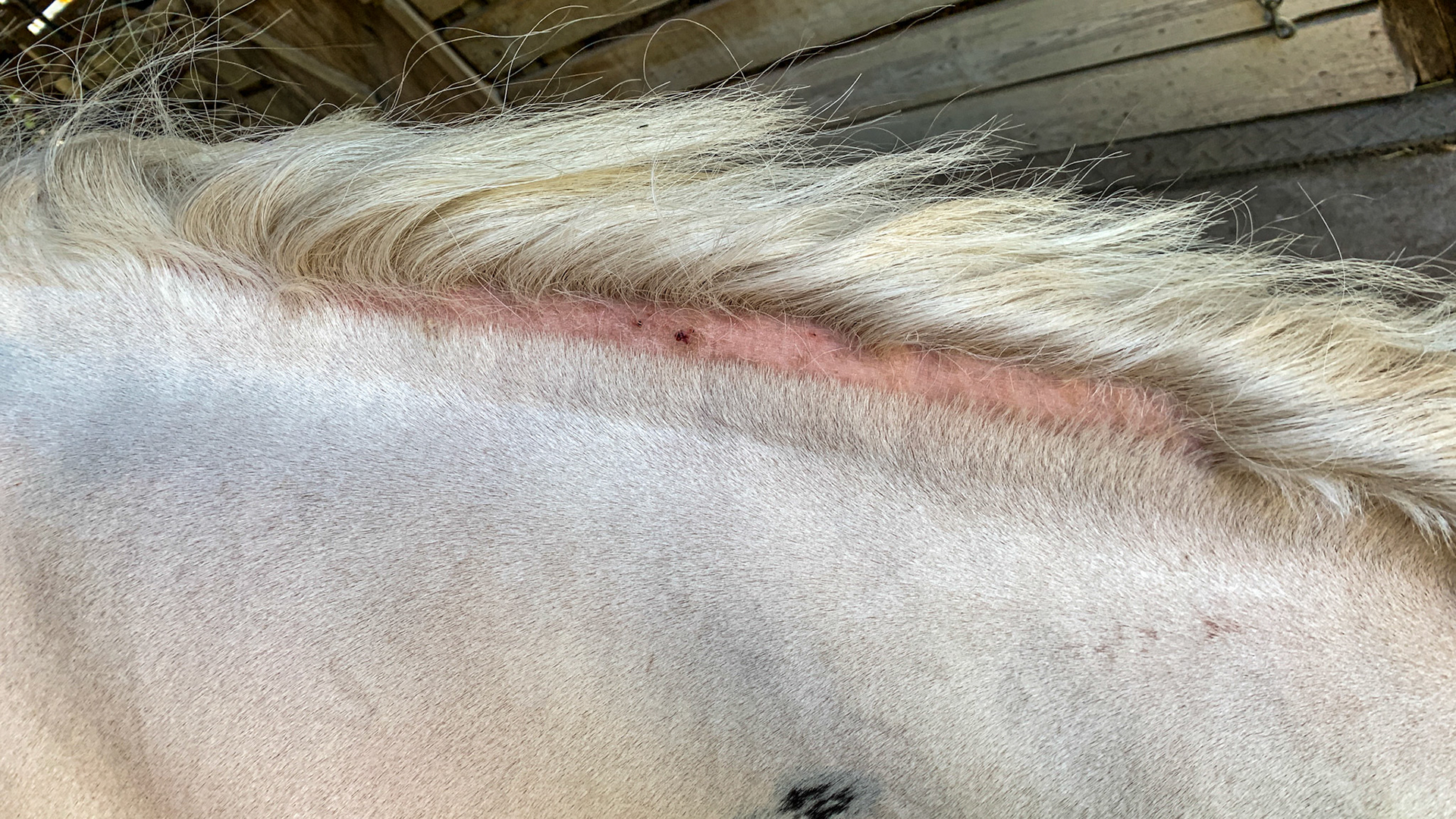 This Gypsy Vanner horse has a loss of hair with small scabs underneath the mane. (The mane lays on this side and has been lifted over to expose this hair loss).  This horse is not itchy and has no evidence of lice.  The owner has not seen this horse position herself where she could rub this area.  A mystery that is unresponsive to medications.  A possible cause is heat (summer in Florida) or too much cleaning removing the oils and microbes.