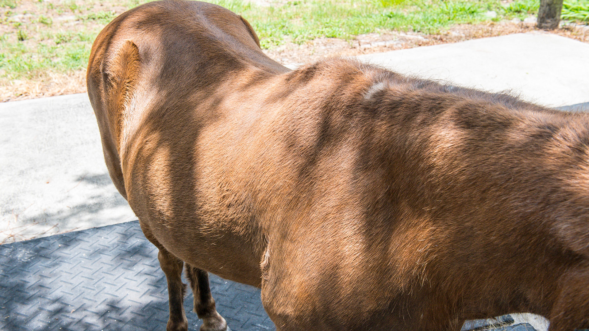 This 30 yr old (approx) pony has a dull hair coat that is lifeless.  The pony was tested for parasites with a positive result 5 weeks ago in May and was dewormed once. The neck and chest have worm hairs - a term I use for long hairs still firmly attached to the skin after the hair coat has shed.