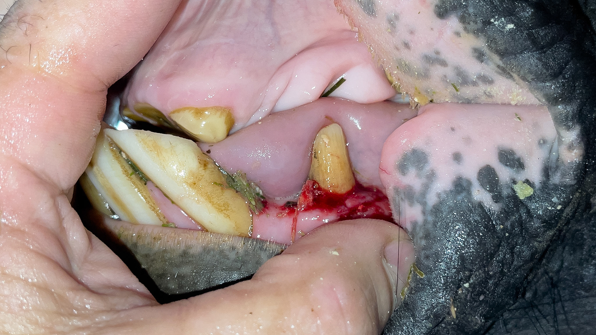 Large amounts of tartar before and after removal.