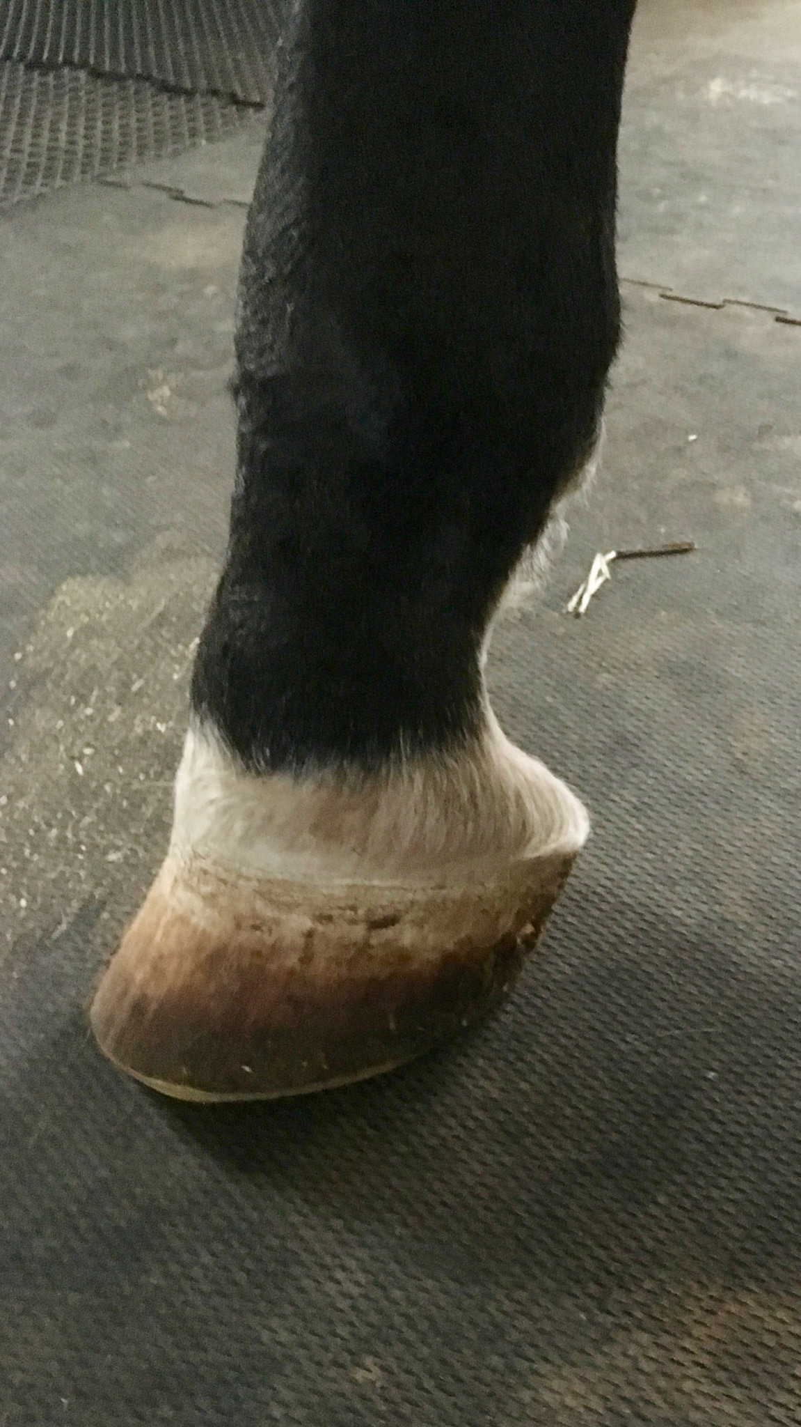 Severely contracted SDFT in the hind limbs of this adult horse.