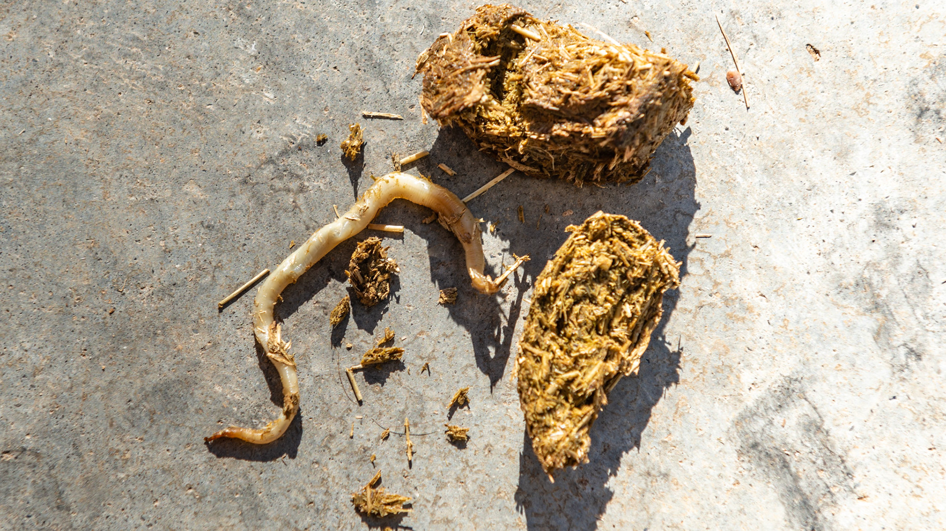 Ascarid found in this 4 yr old's manure. Dewormed 2 weeks ago but had been showing and stabled at a trainer with overcrowded conditions - about 60 horses on 20 acres. The stress of shipping to a trainer with overcrowded conditions, shipping to horse shows, young age, and inadequate parasite control led to this parasite infection.