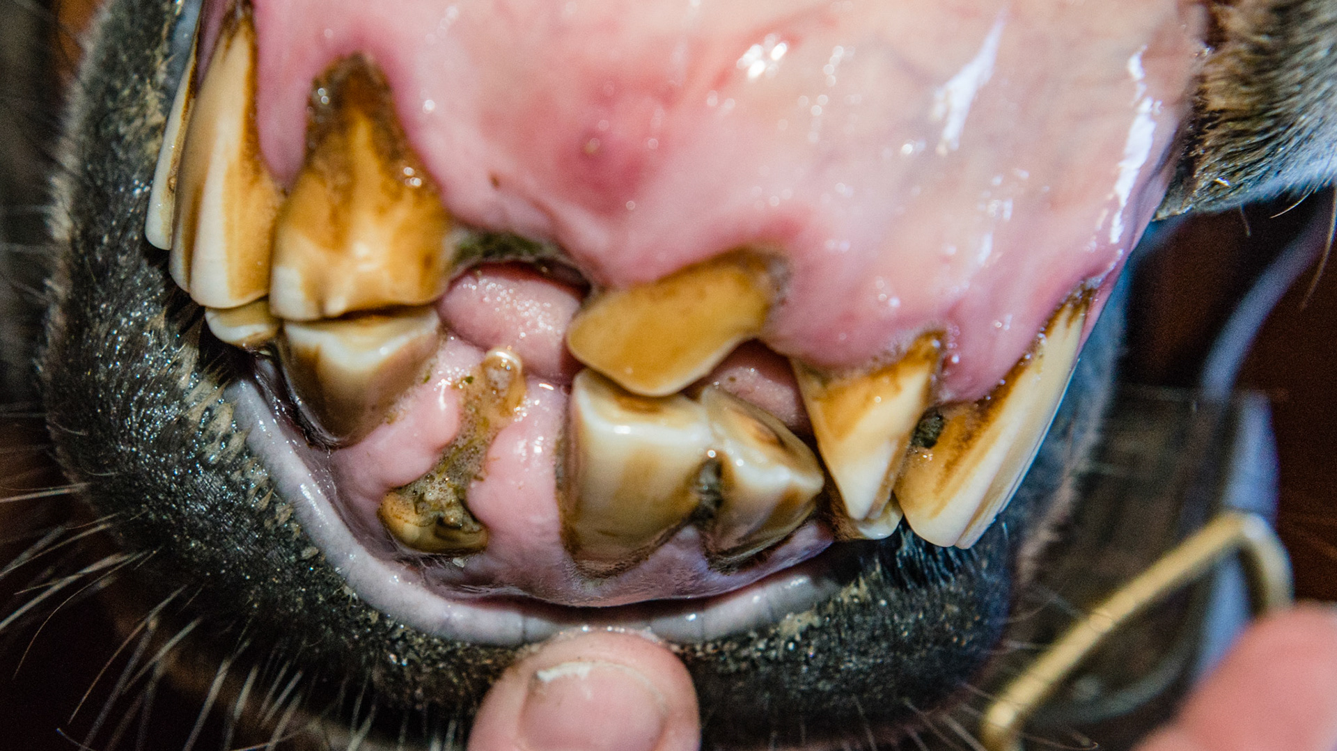#301 transverse fracture from sometime in the past in this 30 year old.  The remaining spike was very sharp and the horse was leaving packed hay in the area. See the next picture for after reduction.