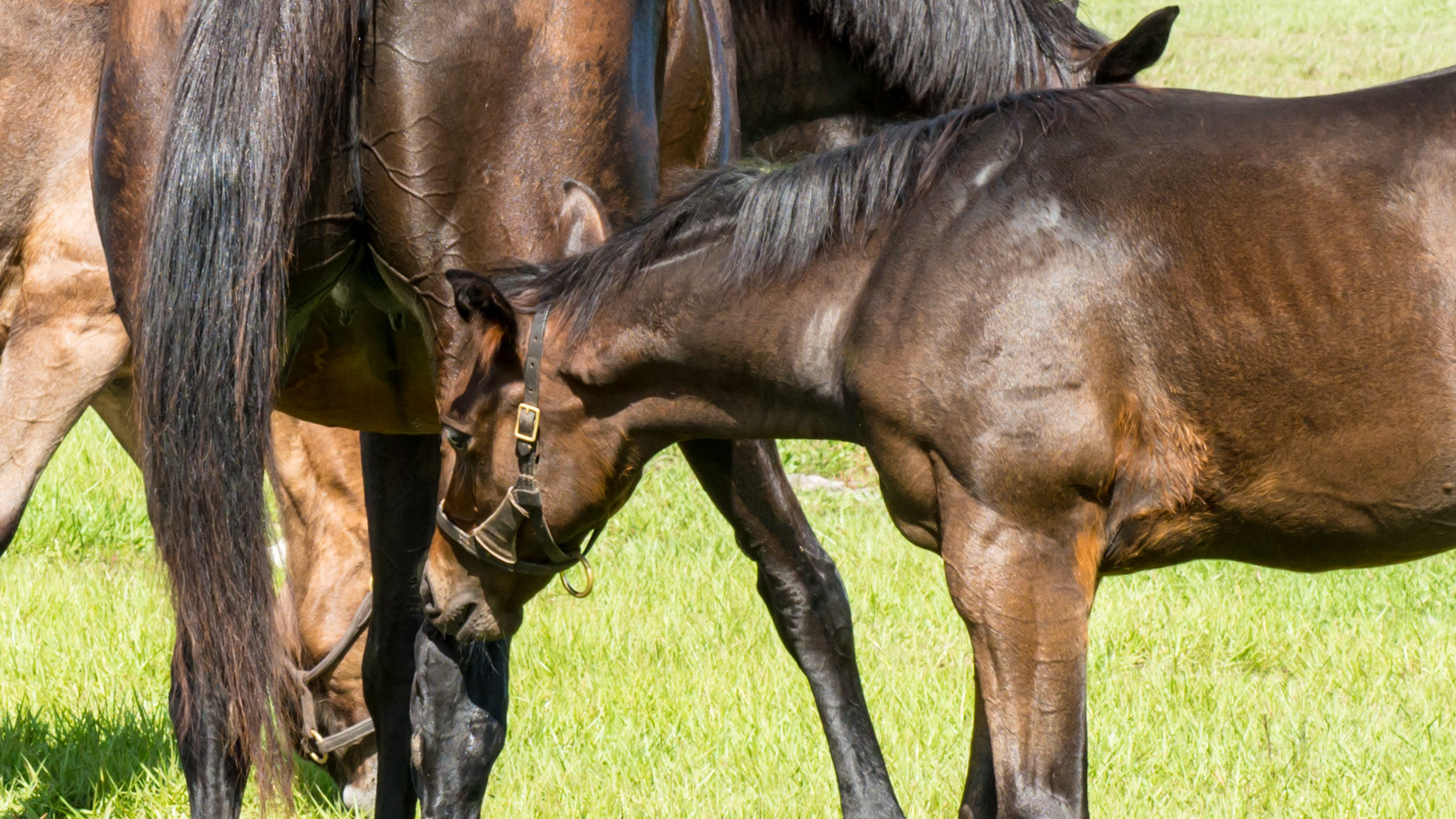 This foal finds security in his mother's tail - a common behavior in an insecure foal.  He was not bothered by flies, but was the youngest of the 3 foals here.