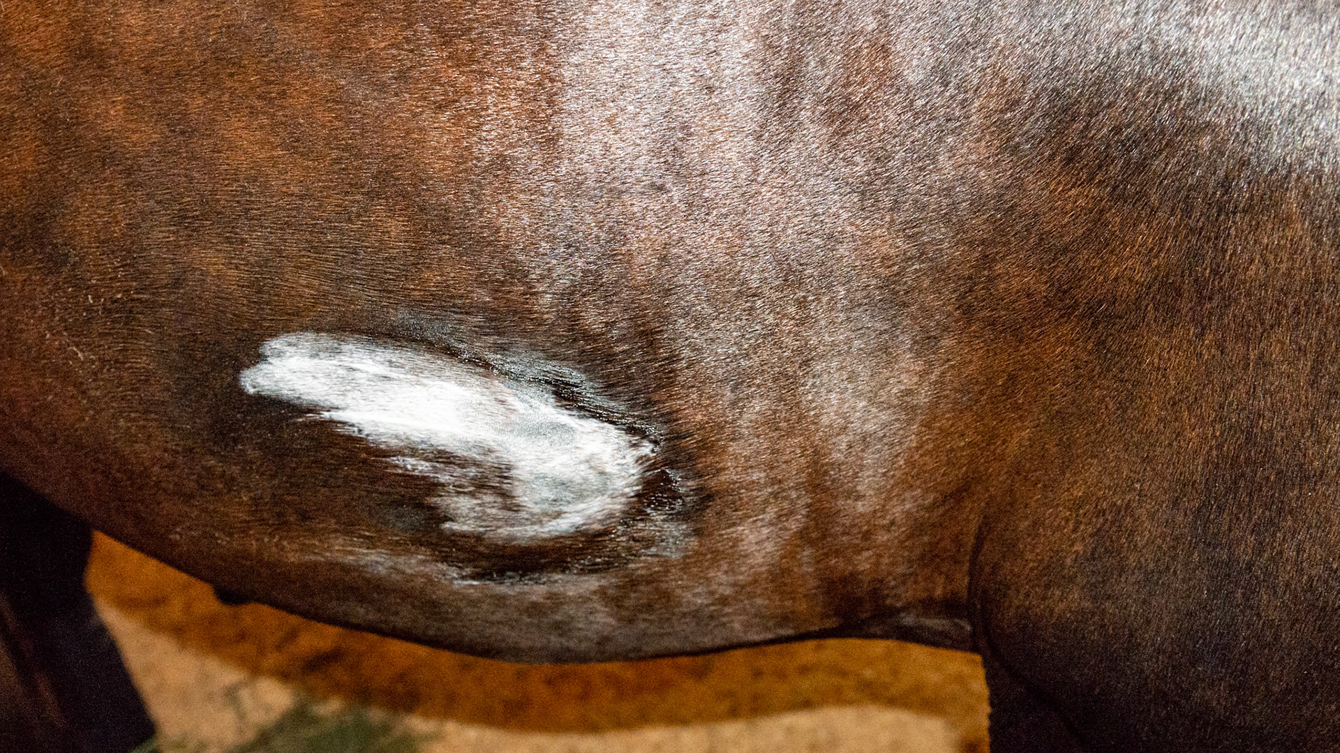 Spur marks dressd in medicine on both sides of this horse being tack walked while recovering from an injury.