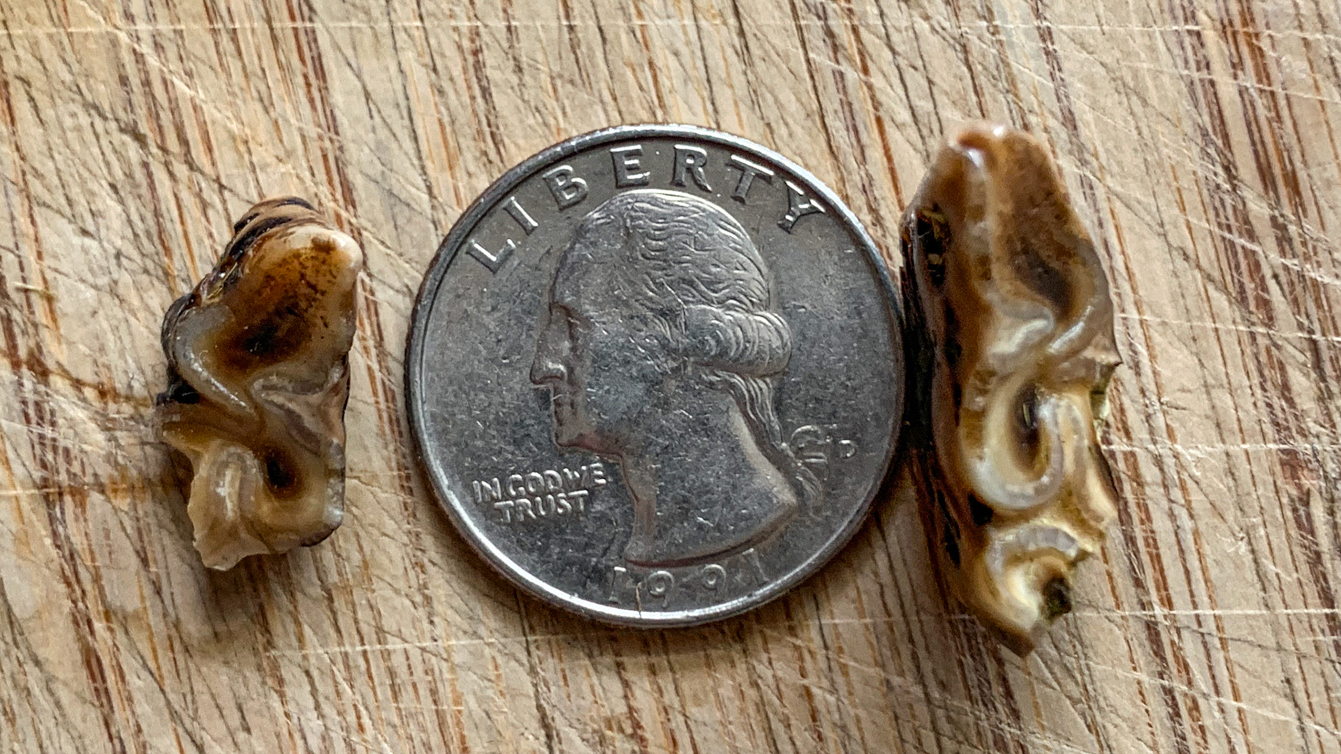 Caudal hooks (311 and 411) removed by molar cutter and compared to a US quarter (about 23mm diameter).