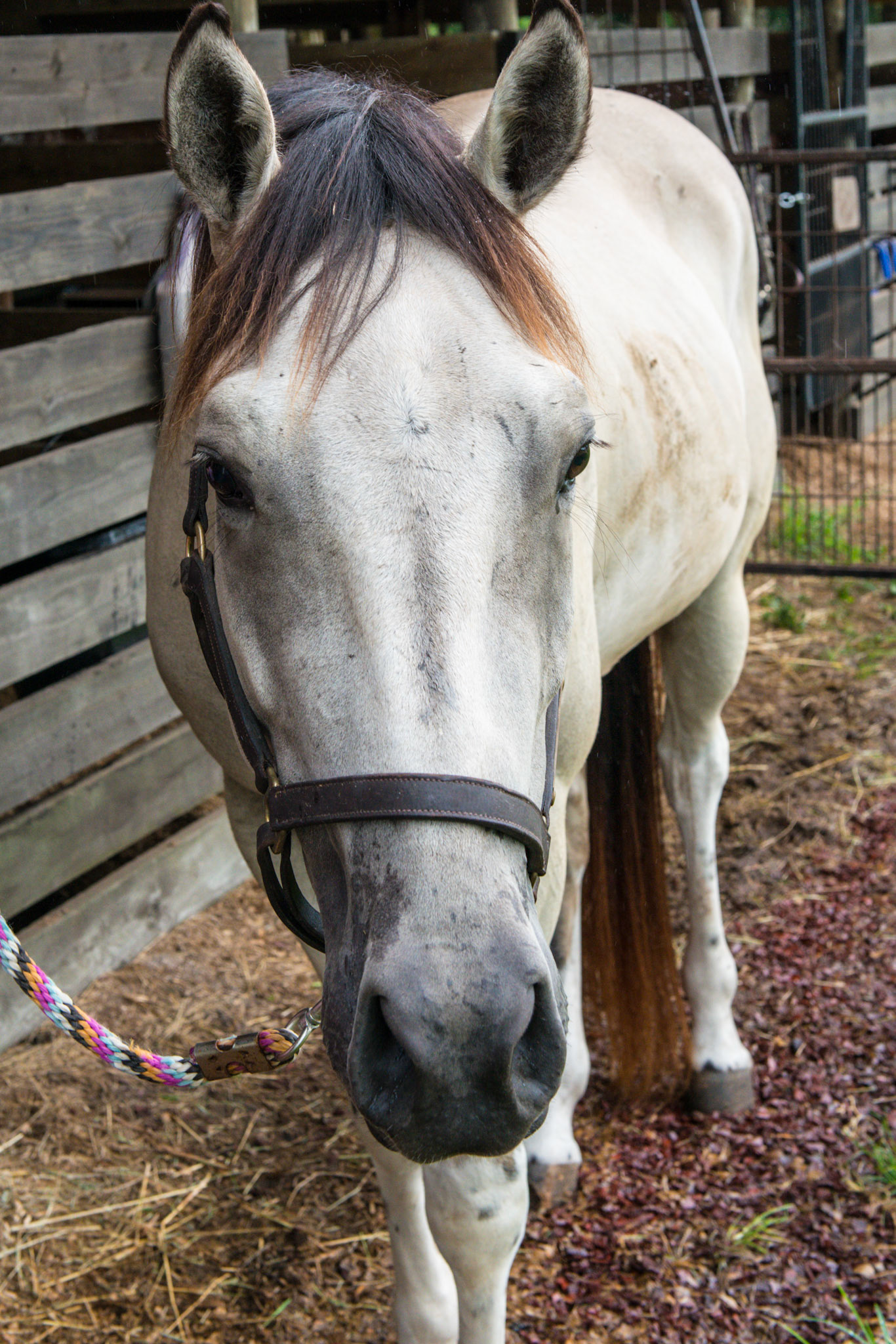 "Butternut" buckskin.  Note that the base color of this horse is a bay but the legs have white stockings covering the darker leg color.  You can see the dark color at the knees and hocks.