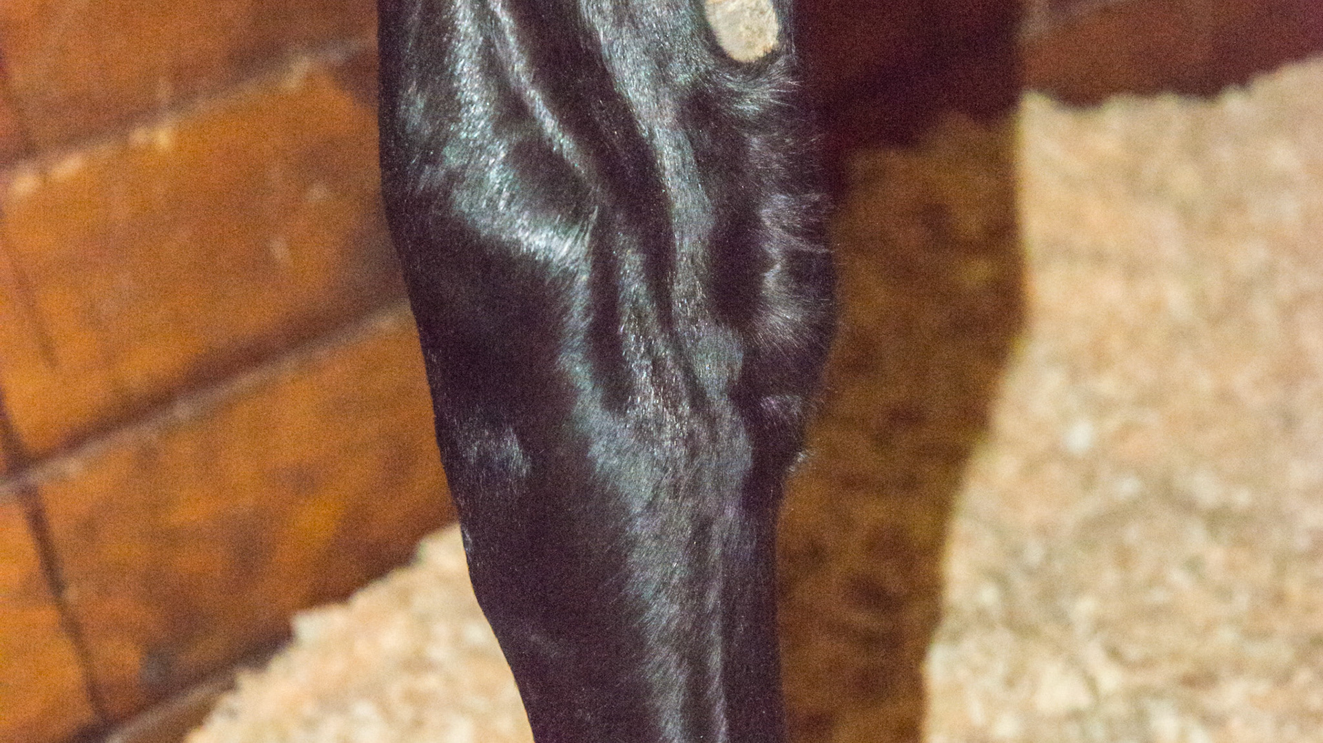 Distal physis (growth plate) of both radius bones (forearm) are enlarged indicating rapid growth from over nutrition.  It is called epiphysitis.