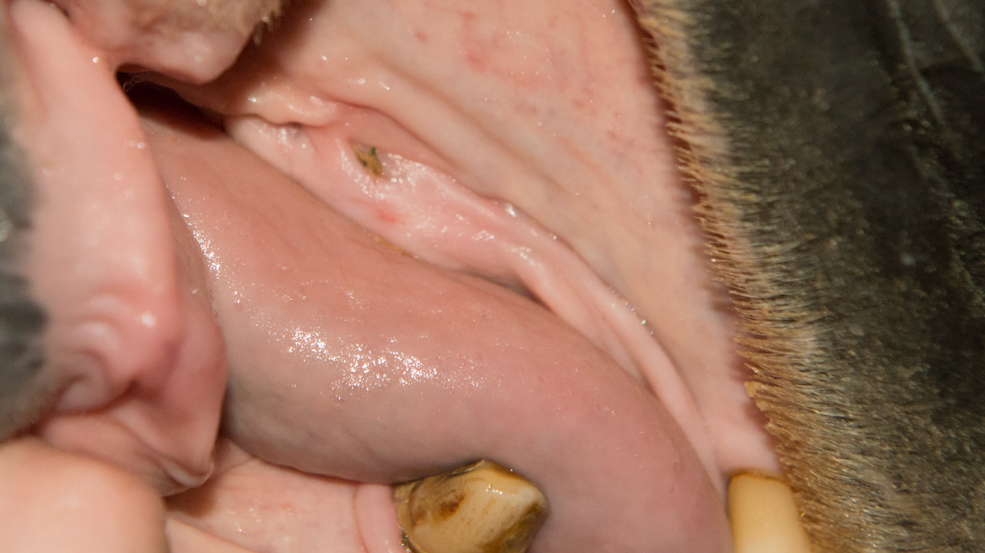 Tunnel horse - A through and through tunnel in the interdental space above the upper gum (dark holes). It is filled with hay that enters this tunnel. Not too painful but malodor was the primary reason to find this lesion. It refills between dental visits so this tunnel is permanent.
