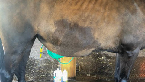 Ventral edema associated with post colic surgery.  There is a potential for the surgical incision to rupture causing evisceration (the abdominal contents escapes the confines of the abdomen and enters the subcutaneous space) with euthanasia a usual end result.