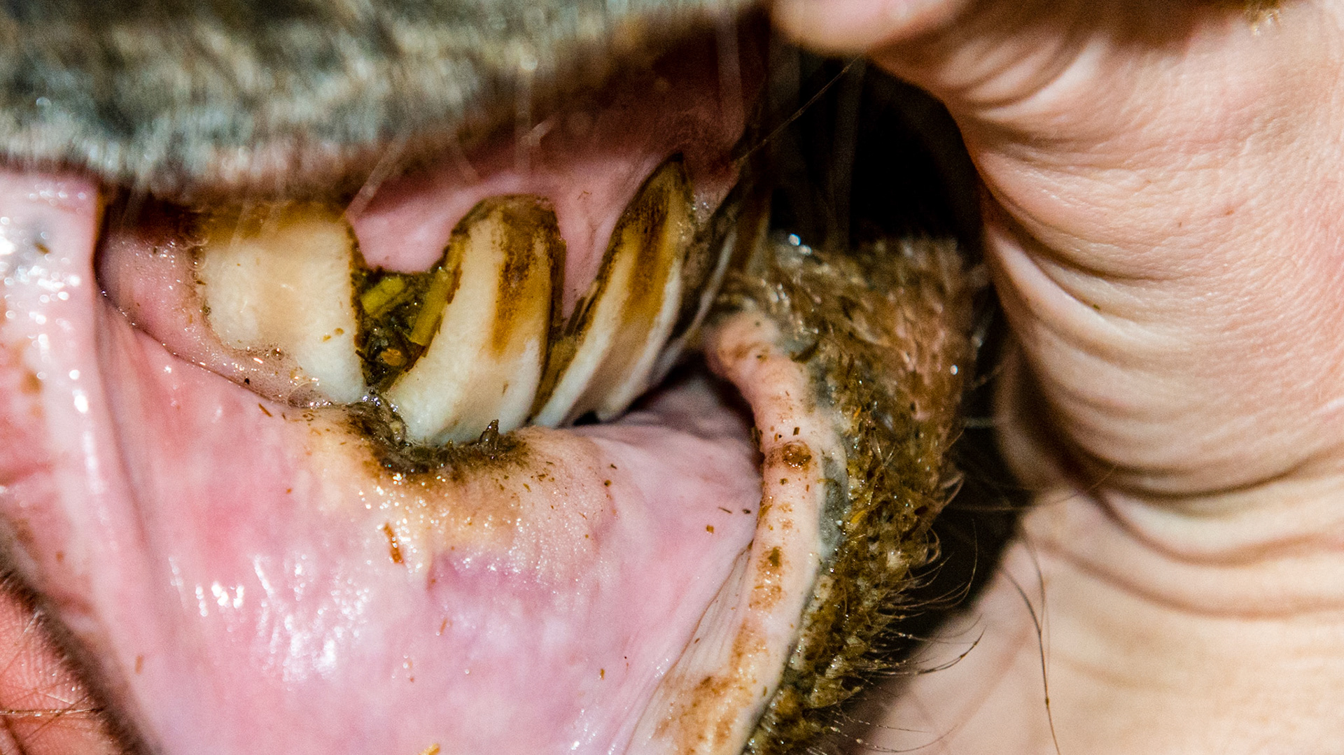 Horse D - Chronic ulcer on the lower lip associated with the sharp rostral edges of 102. Notice the tongue is not cleaning the feed from between 103 and 102.