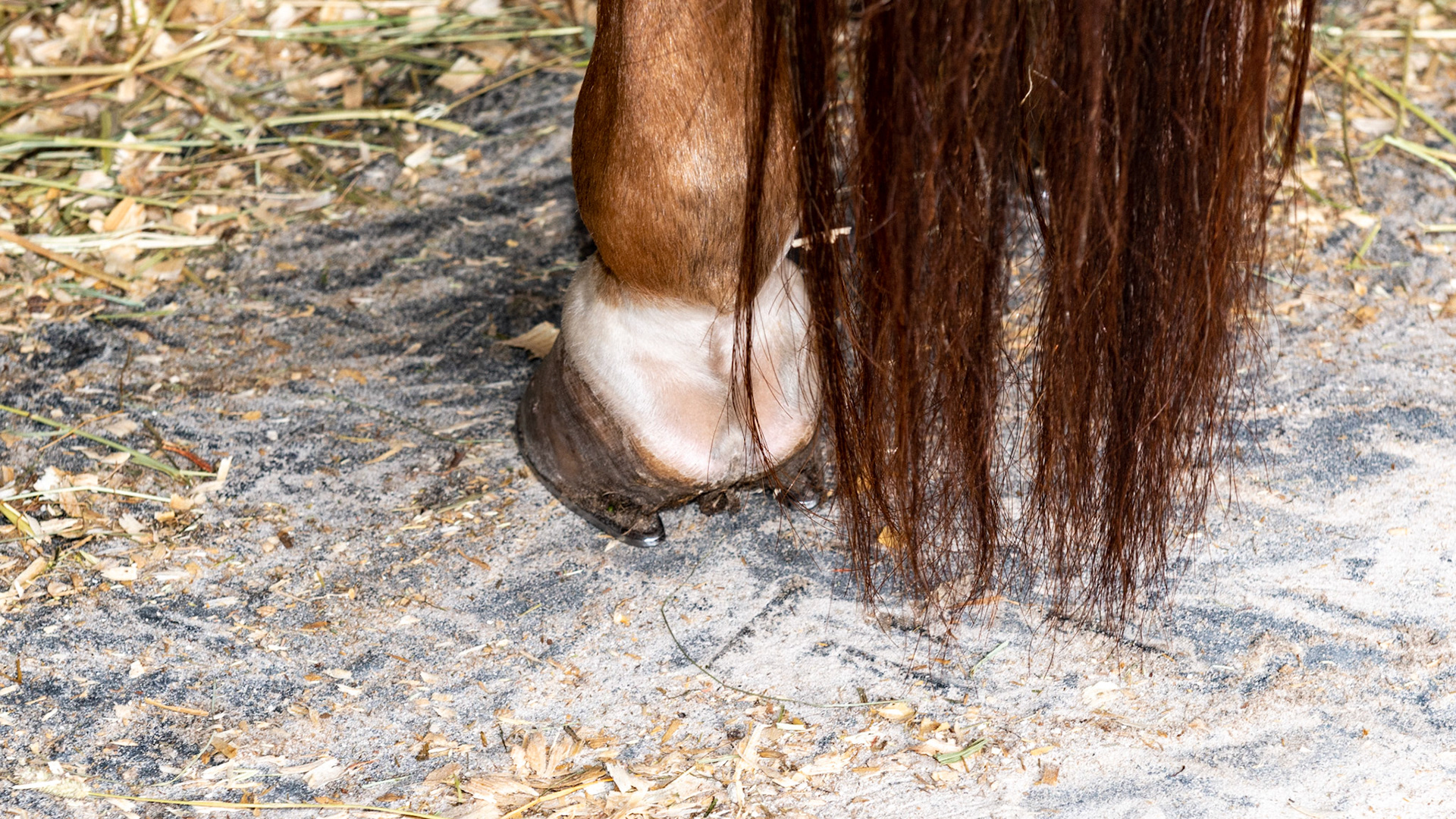 Reining shoe on the hind hooves of this reining horse. Note the long trailers and the ultra smooth surface for sliding.