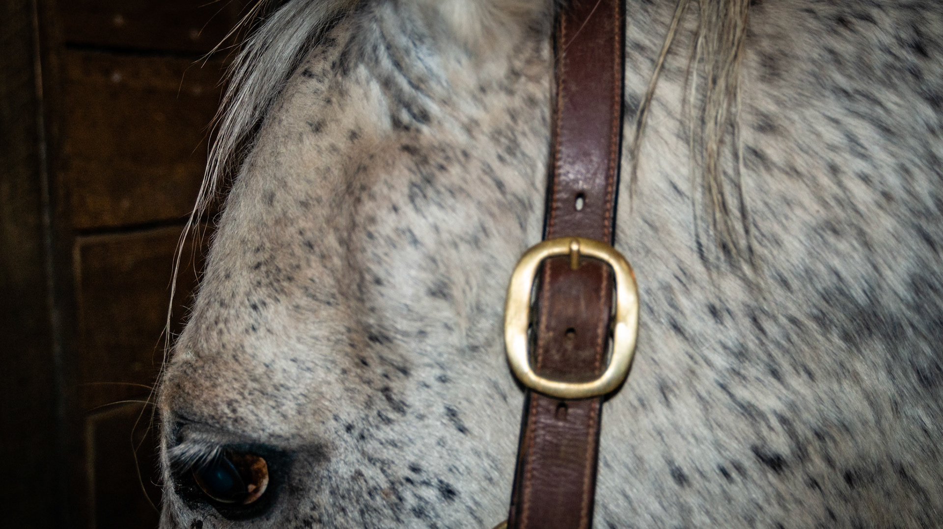 This horse had a mandibular fracture as she wore an oral speculum 10 years ago. You can see the hard bony lump below the left ear. She now can open her mouth completely and I have no problem floating her, but for 2 years the owner vowed never to have the teeth floated again if everyone was going to use a speculum.