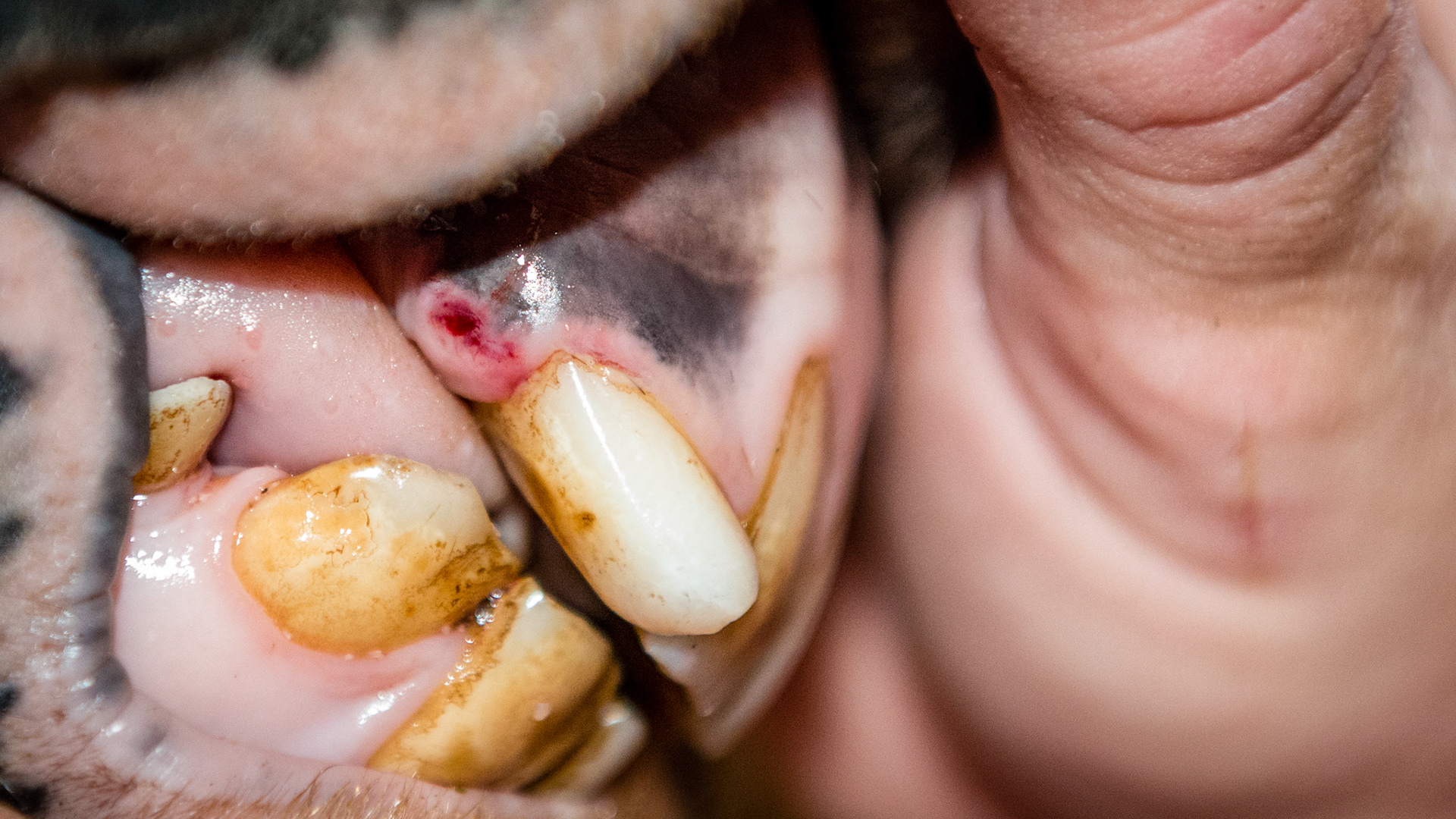 Incisor cap remnant horse 8 - A small cap remnant removed from just behind the right upper incoisor #103