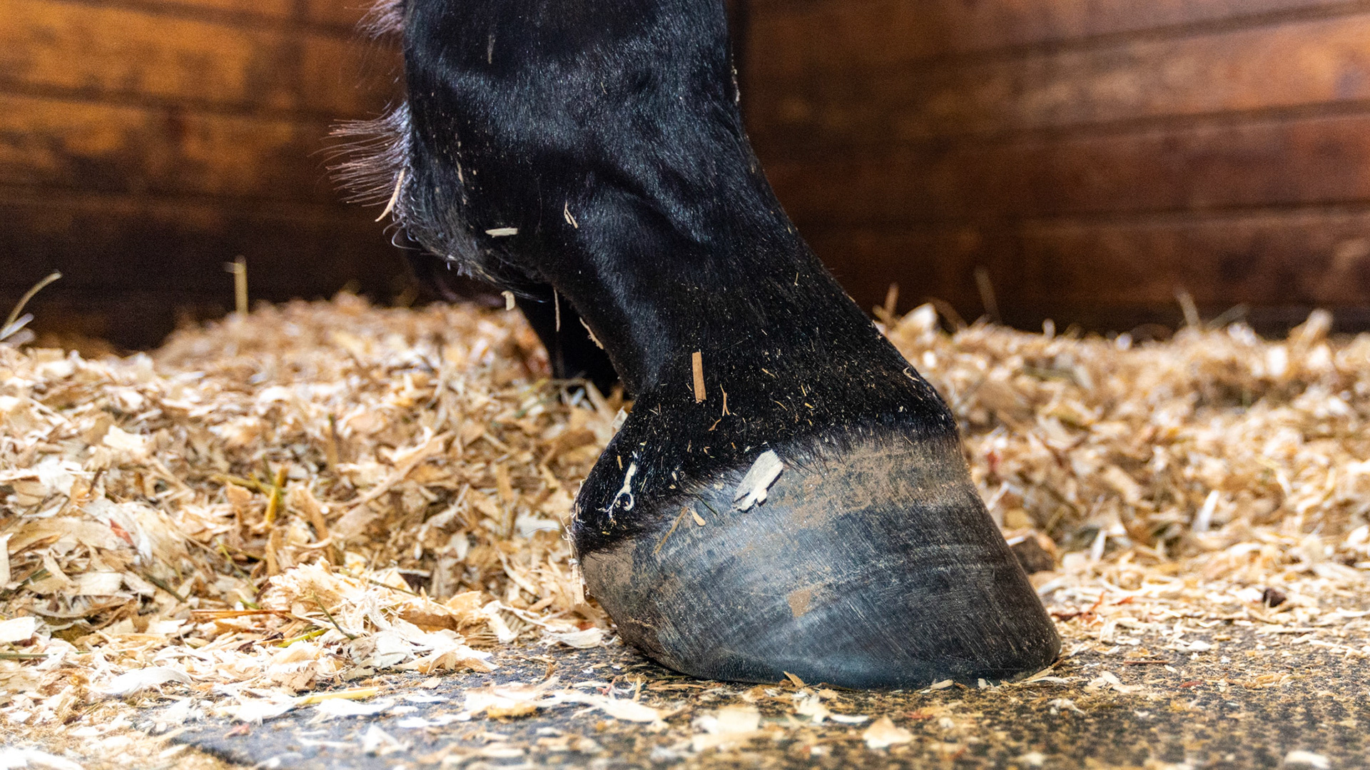 Slight club foot. Note that the angle of the hoof wall at the toe is steeper than the angle of the pastern which itself has a normal angle.
