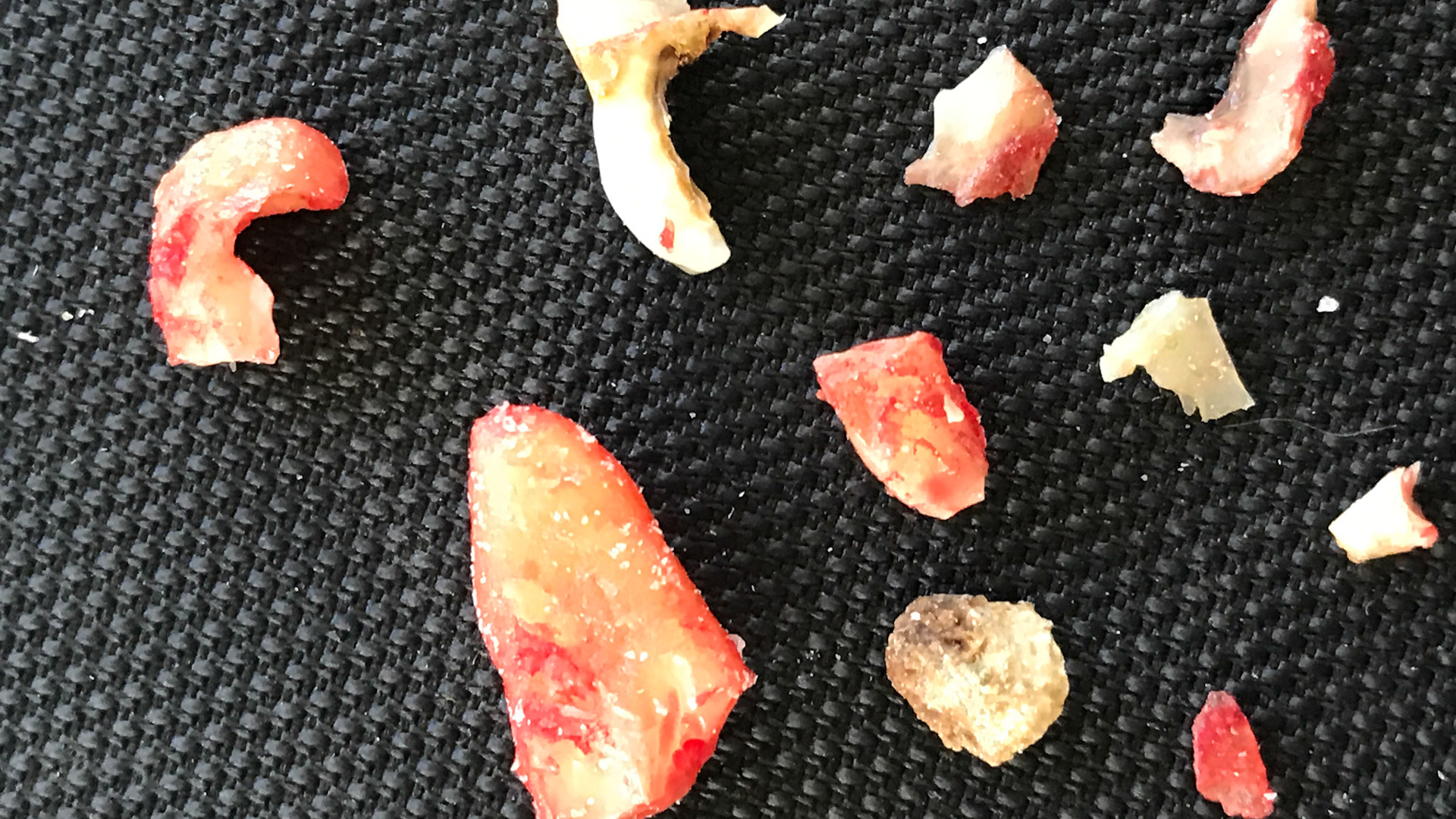 Wolf teeth and cap remnants all from one horse