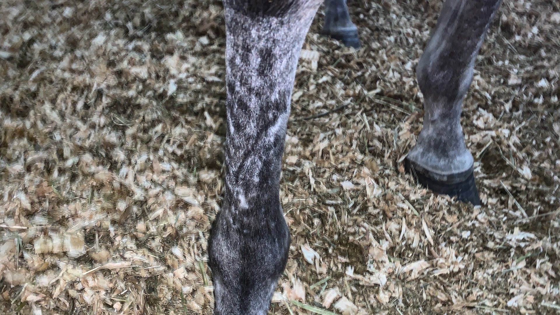 An old scar from trauma on the front of this cannon.