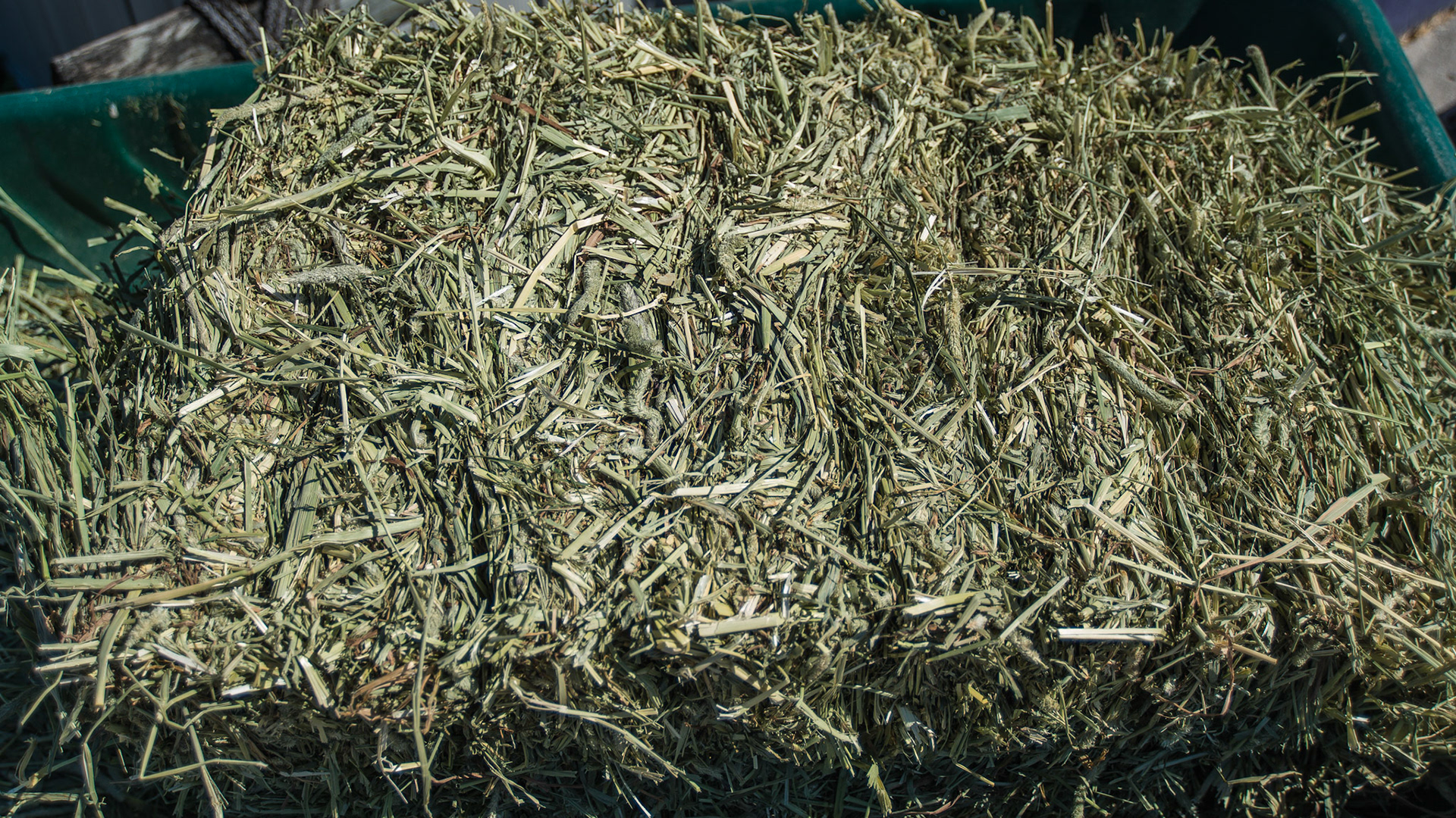 Timothy hay cut at a perfect time with a broad leaf and a seed head forming.