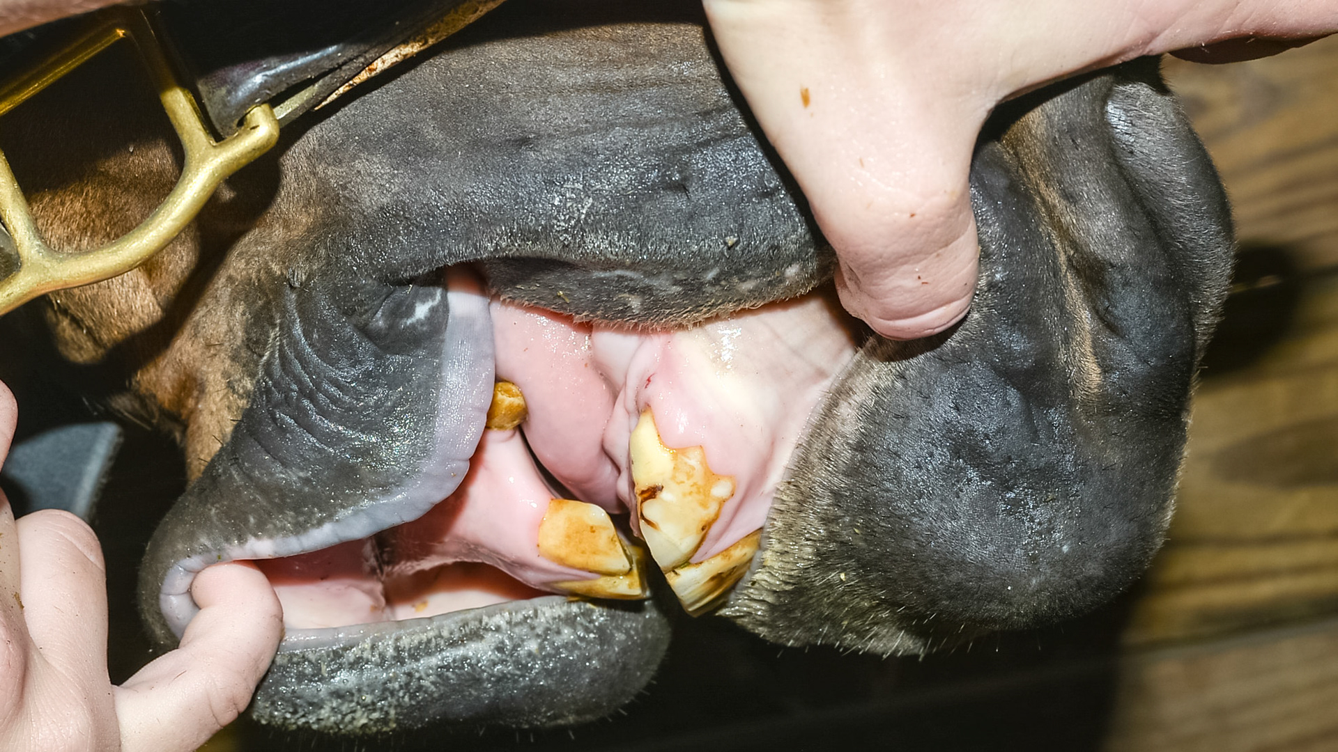 Wide #103 - compare to 403