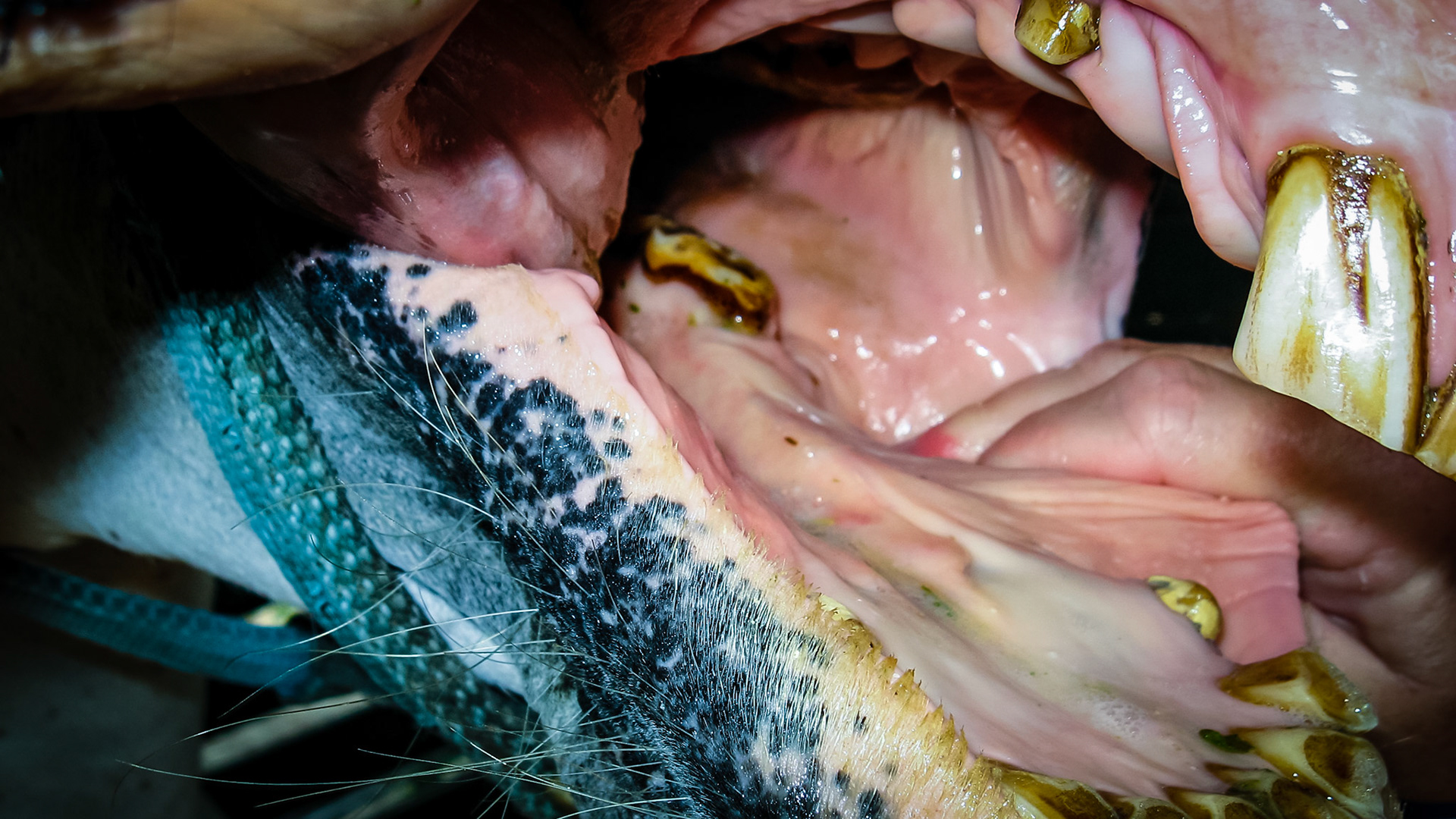 Flabby cheeks is a name I created for the excessive fat tissue laying on the bars in front of the 1st lower cheek teeth.  This tissue becomes caught between the bit and the sharp rostral point of the 1st lower cheek teeth.  Some horses don’t mind this while others become unridable with a bit.