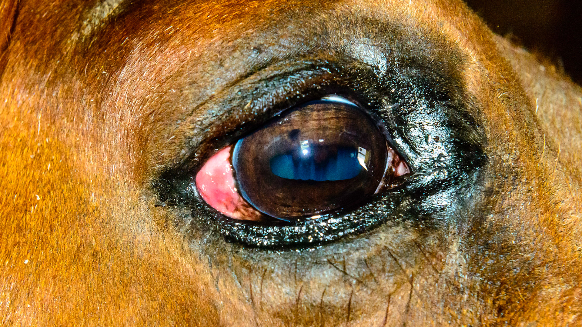 Squamous cell carcinoma on the nictitating membrane (3rd eyelid) confirmed with a biopsy.