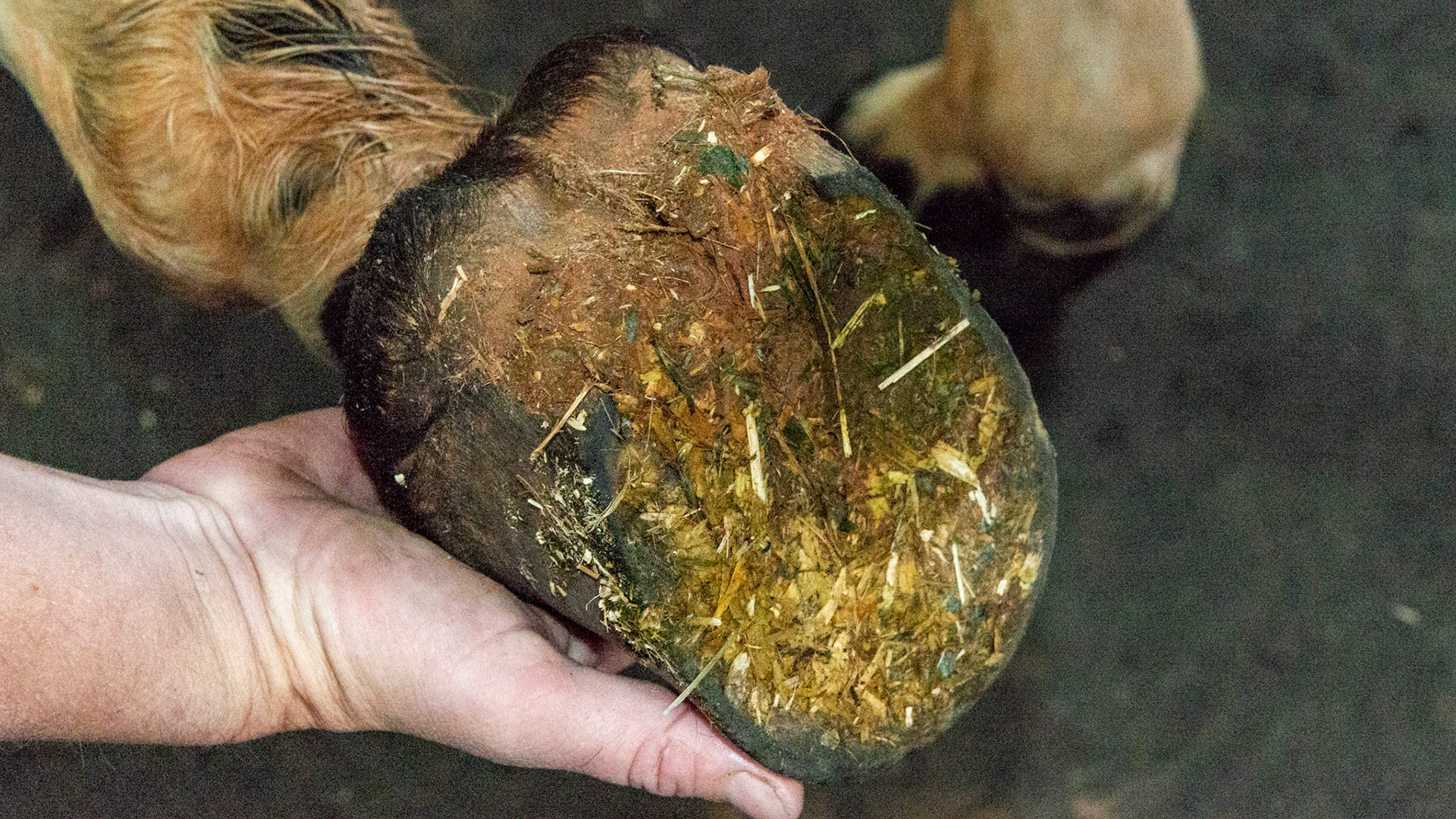 LF club foot in a 5 year old Appaloosa.  The heels are long from not being worn off.