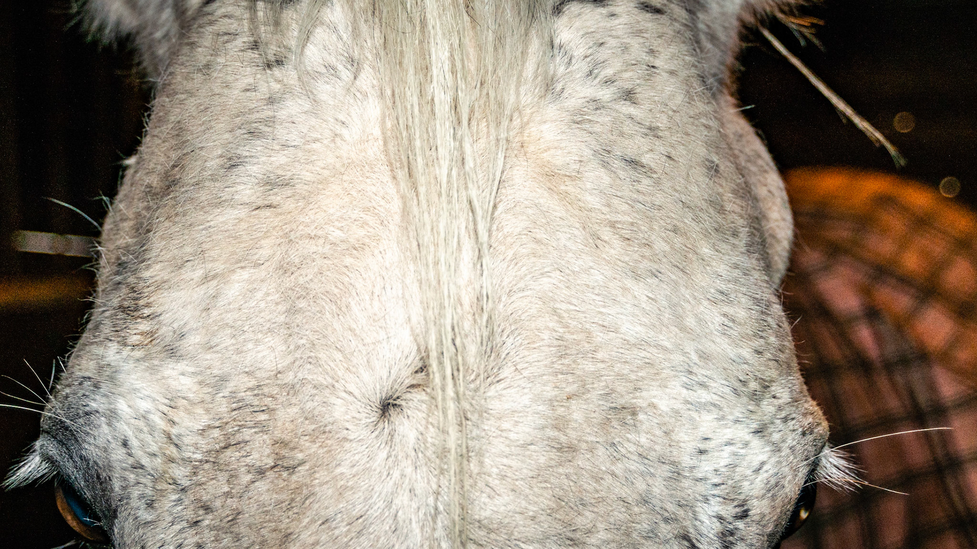 This horse had a mandibular fracture as she wore an oral speculum 10 years ago. You can see the hard bony lump below the left ear. She now can open her mouth completely and I have no problem floating her, but for 2 years the owner vowed never to have the teeth floated again if everyone was going to use a speculum.