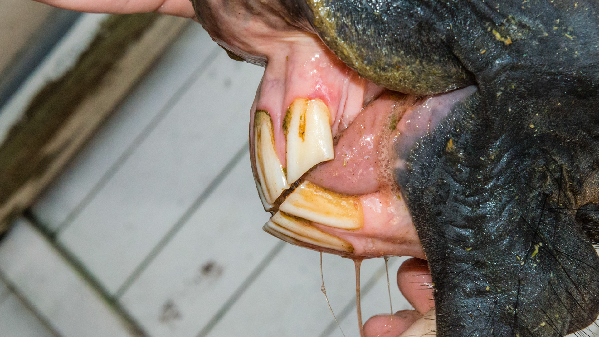 Chewing motion horse 2 - 15 yr old TB with loss of right masseter muscle for over 10 years and atrophy of the left masseter muscle. See movie. Jaw has a limited range of opening, is painful to open wide, and is maxed in the picture of the opened mouth. Her right arcades are always sharper. Her left arcade is sheared with an acute occlusal angle, and tarter accumulates along the upper left arcade.