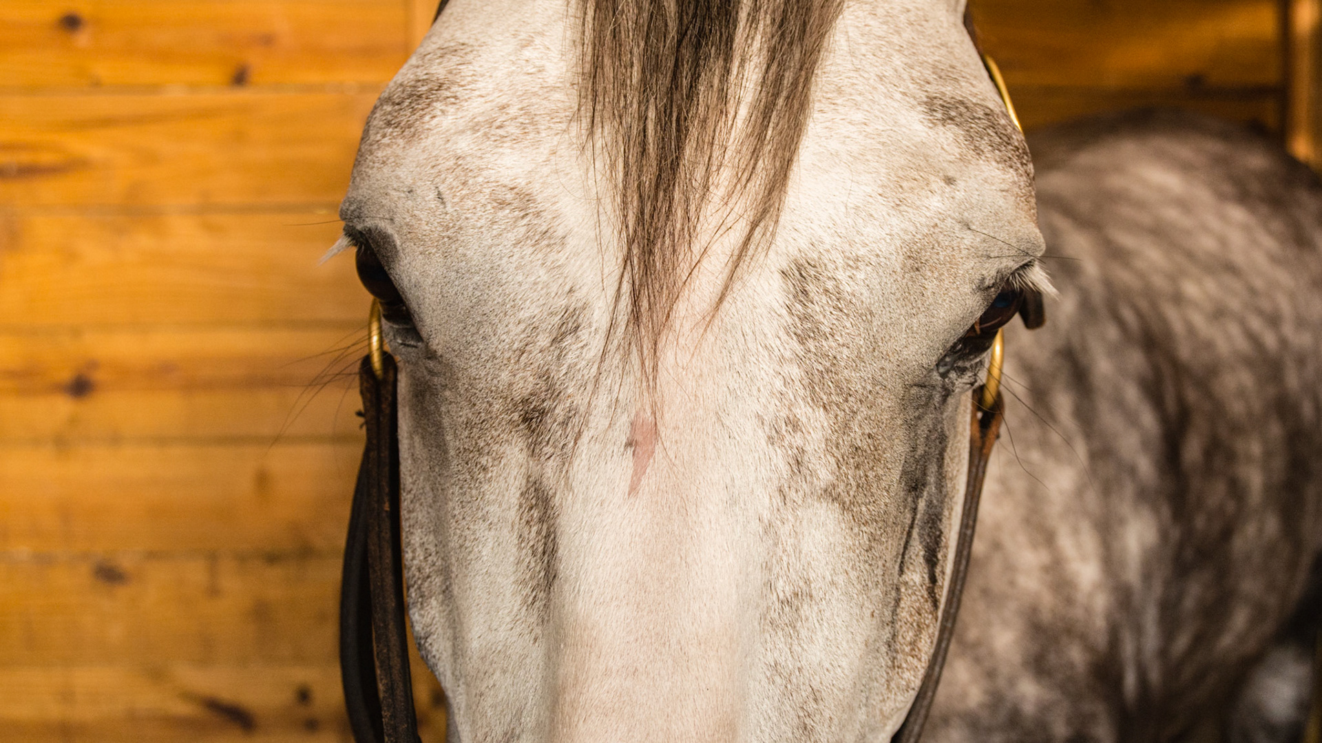 Horse B - The left eye tears from blocked nasolacrimal duct.