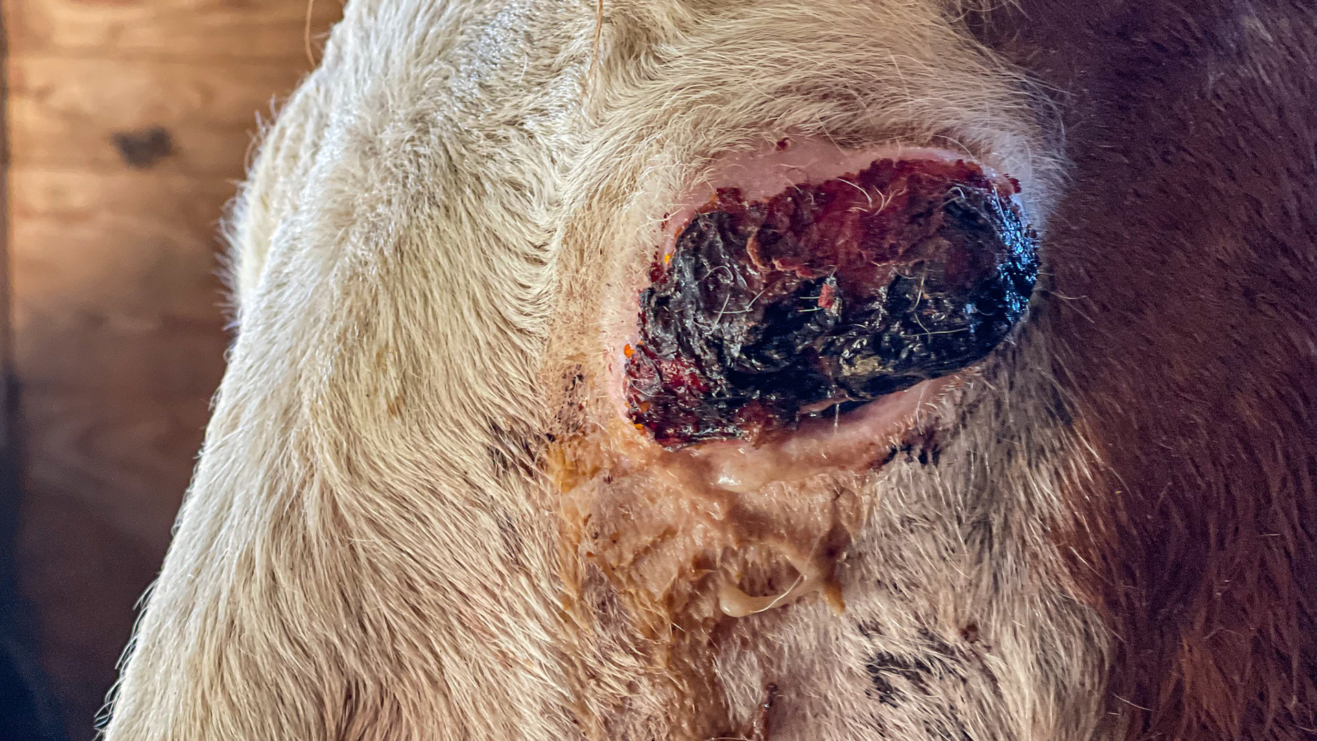 Squamous cell carcinoma (cancer) of the left eyelid and associated eye tissue. This eye was enucleated, and the horse became pain-free.