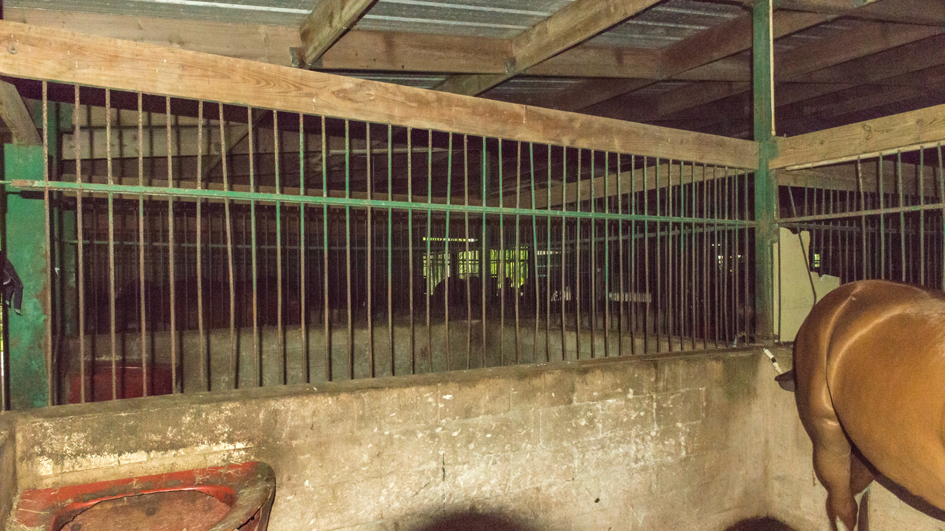 Steel stall wall partition with wide spaces that can be dangerous to the horse. Legs and lower jaws can become entrapped with catestrophic results.