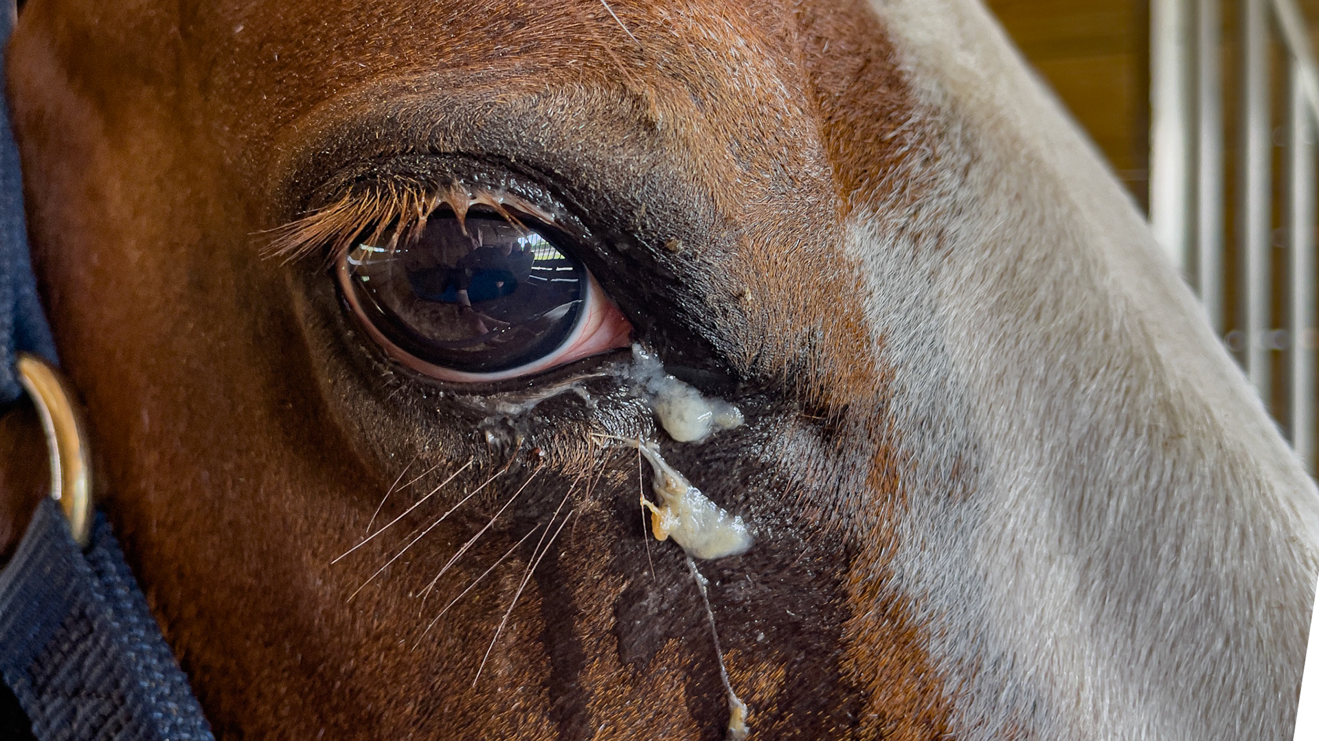 Chronic discharge from the right eye. Daily madications are applied but the cause is unknown.