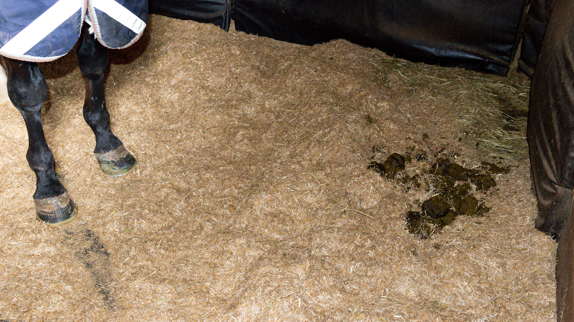 Straw chaf or chopped straw used as bedding.  The flat shiny surface is suggestive of oat straw in this batch,  Horses love to eat oat straw.