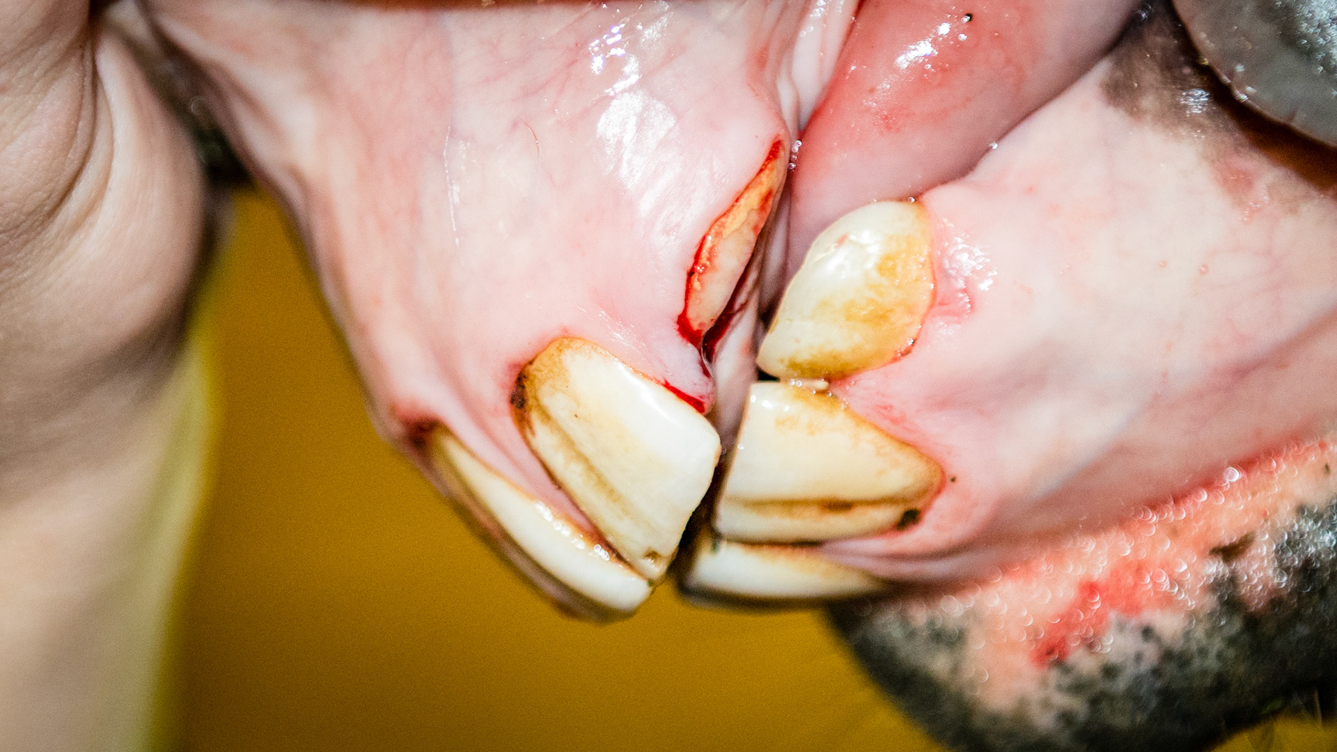 Incisor cap extractions horse 7 - Post extrection of 63. See movie 140909_cap extraction