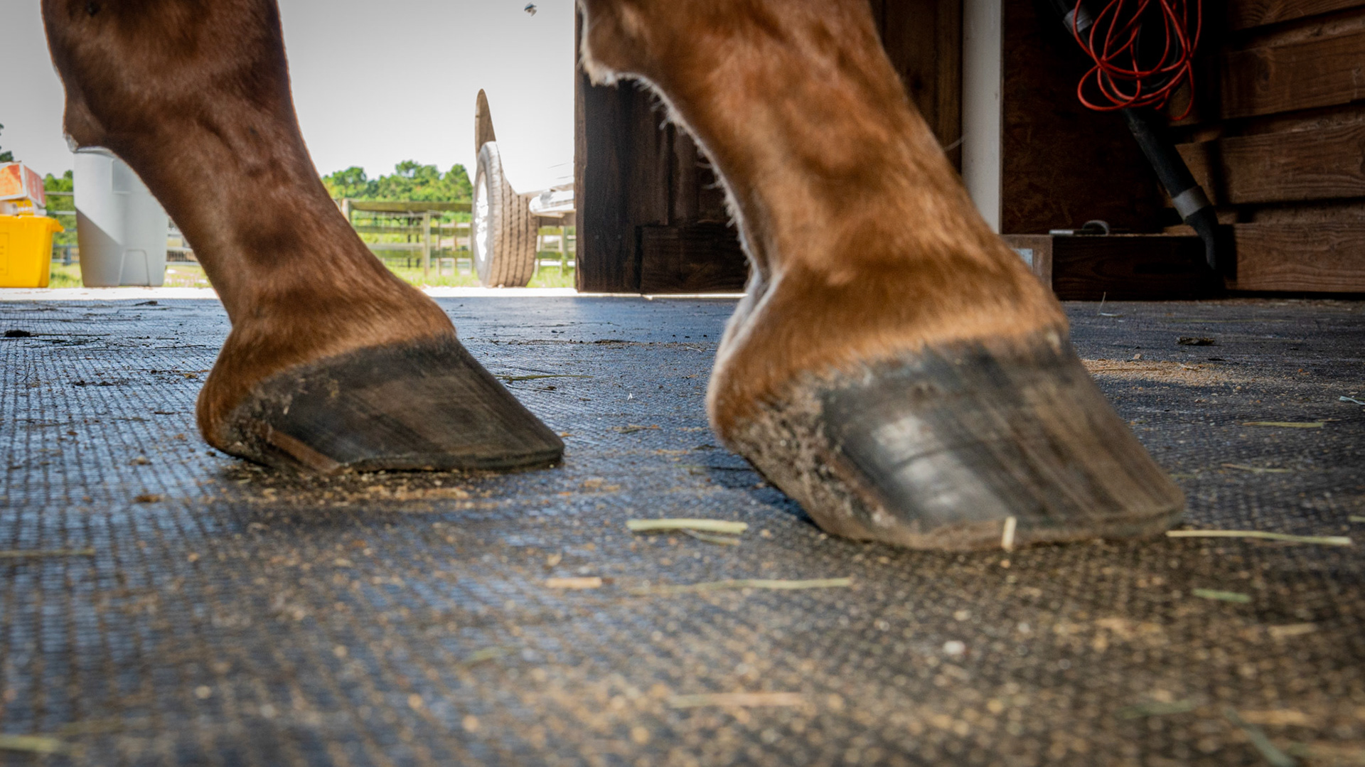 Horse A - Both hooves have severely under-run heels and you can see the tubules of the heels of the LF being crushed under the weight landing heel first.  While the toe remains on the ground, you can almost feel the horse leaning back placing his weight on the heels.  This horse is heading for hoof pain if he isn’t there already to some degree.