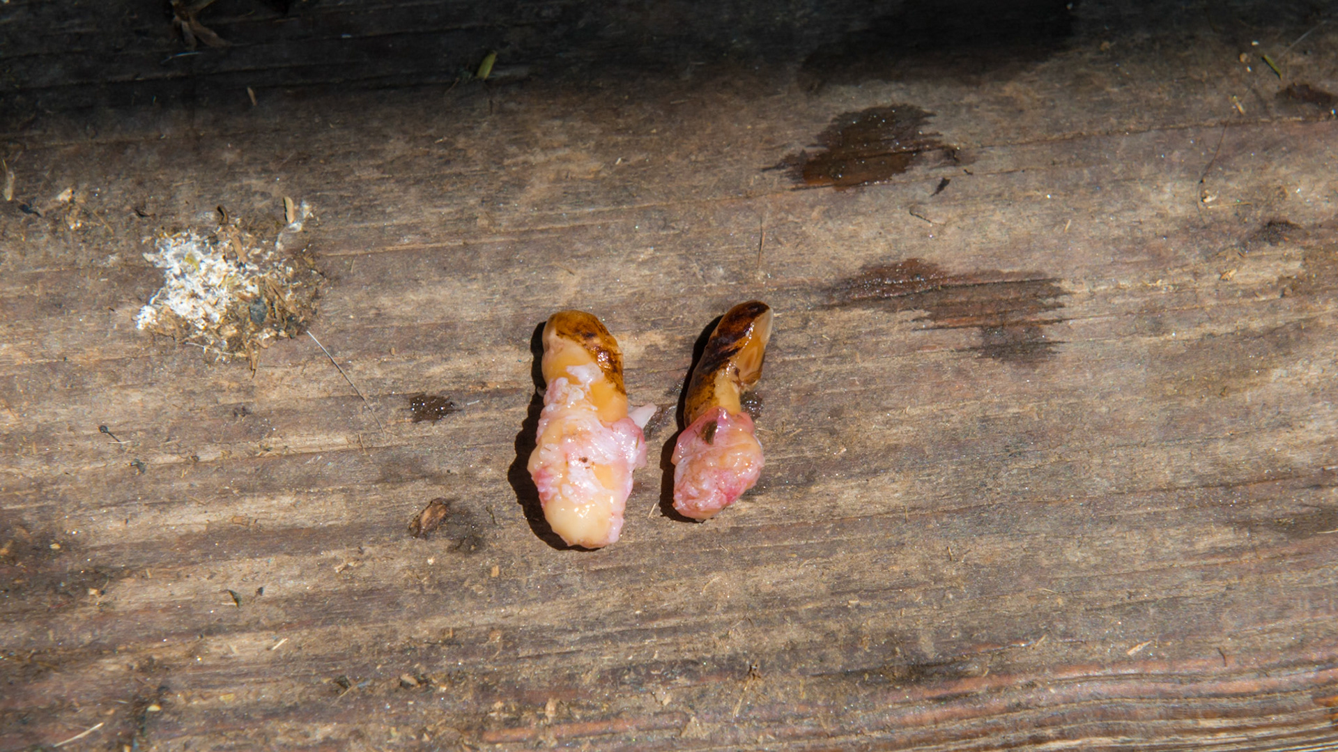 2 wolf teeth extracted from a 27 year old donkey.  They were loose with finger pressure