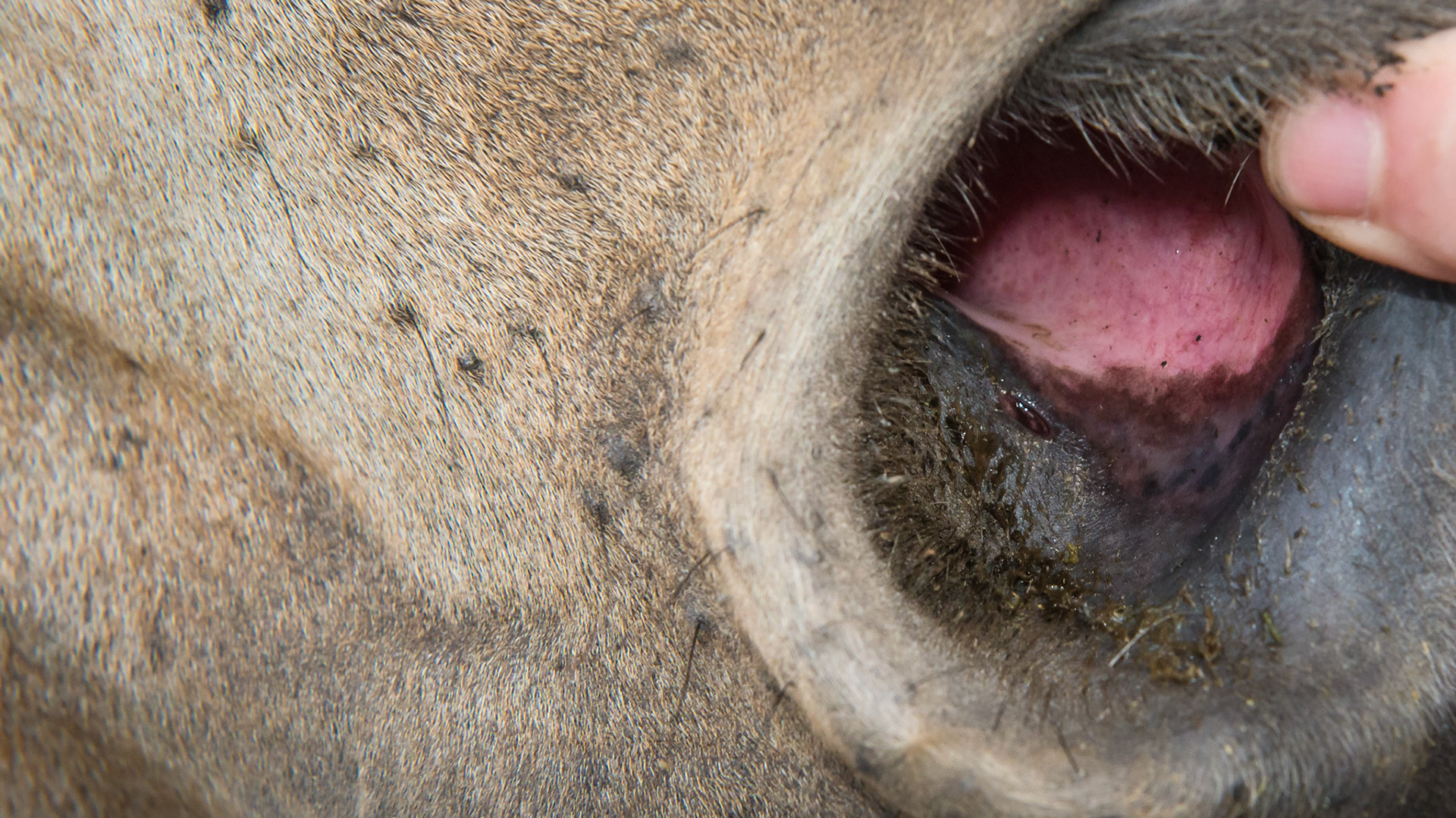Horse J - The nasolacrimal ducts 12 hours after receiving the ophthalmic steroid ointment.  The tear overflow from the lower lids has diminished and there is a little moisture at the duct opening.  The medial canthus (corner) of the right eye also looks less inflamed.